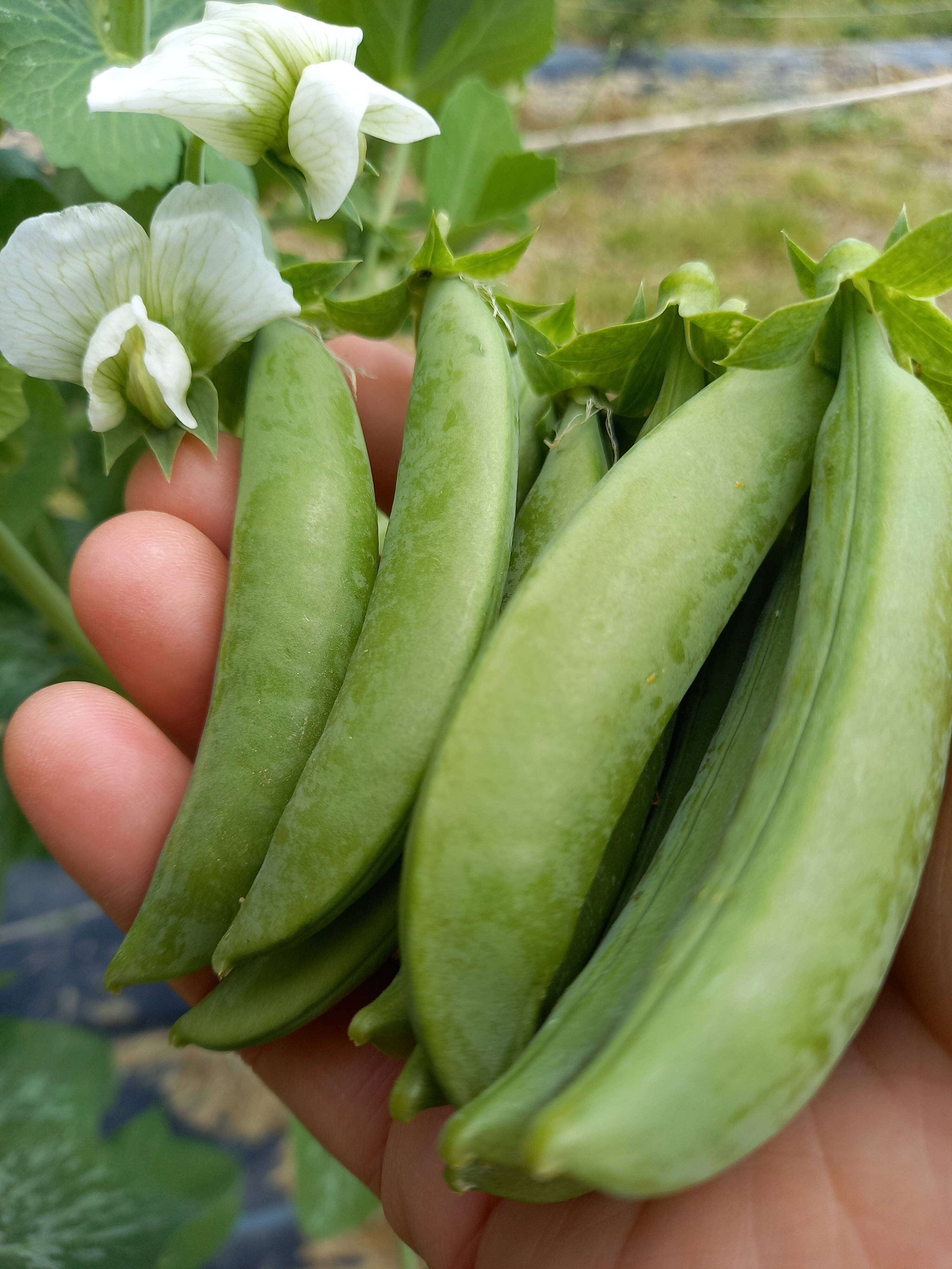 自然の甘みたっぷり！『スナップえんどう』(500g)：岩手県産のスナップ 