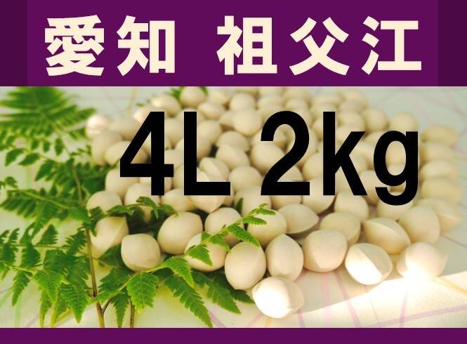 2026年新物 久寿 銀杏 ぎんなん 祖父江産 2L 4kg 2026年新物！ 愛知県 祖父江産 久寿ぎんなん 銀杏 4L 2kg ☆秋の味覚