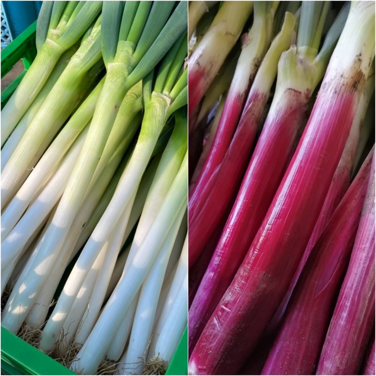 確認用　ネギと　えのき おめでたい！紅白ネギ】茨城県産 超貴重 赤ネギ長ネギ食べ比べセット