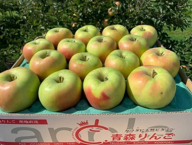 青森県産りんご【ぐんま名月】278家庭用15kg やまち 青森県産『ぐんま名月』 家庭用🍏 糖度15度以上！甘～い！5㎏(12～20玉