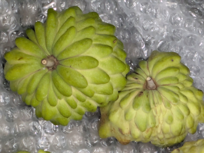 訳あり！？甘くて体に嬉しい！熊本県産アテモヤ（約1kg）：熊本県産