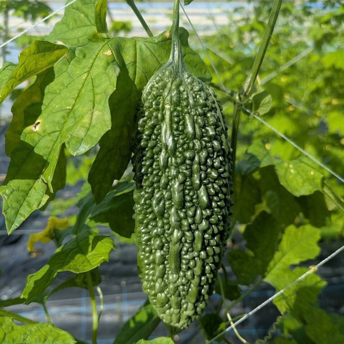 Rita55  宮古島産 ゴーヤー 8kg 採れたて新鮮】沖縄県産ゴーヤー1.5kg：沖縄県産の群星｜食べチョク