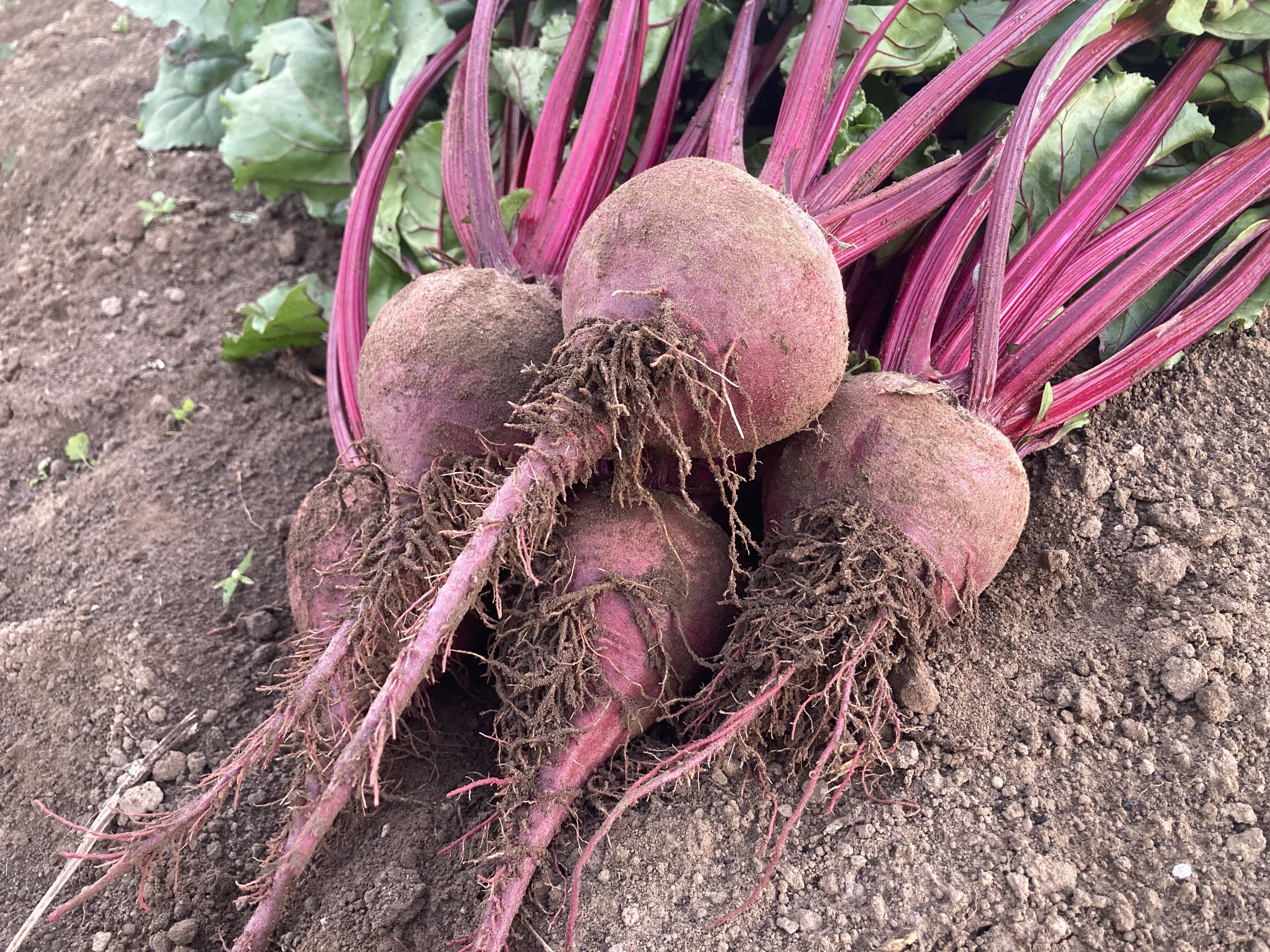 群馬県産ビーツ3kg(葉無し)2種野菜付き