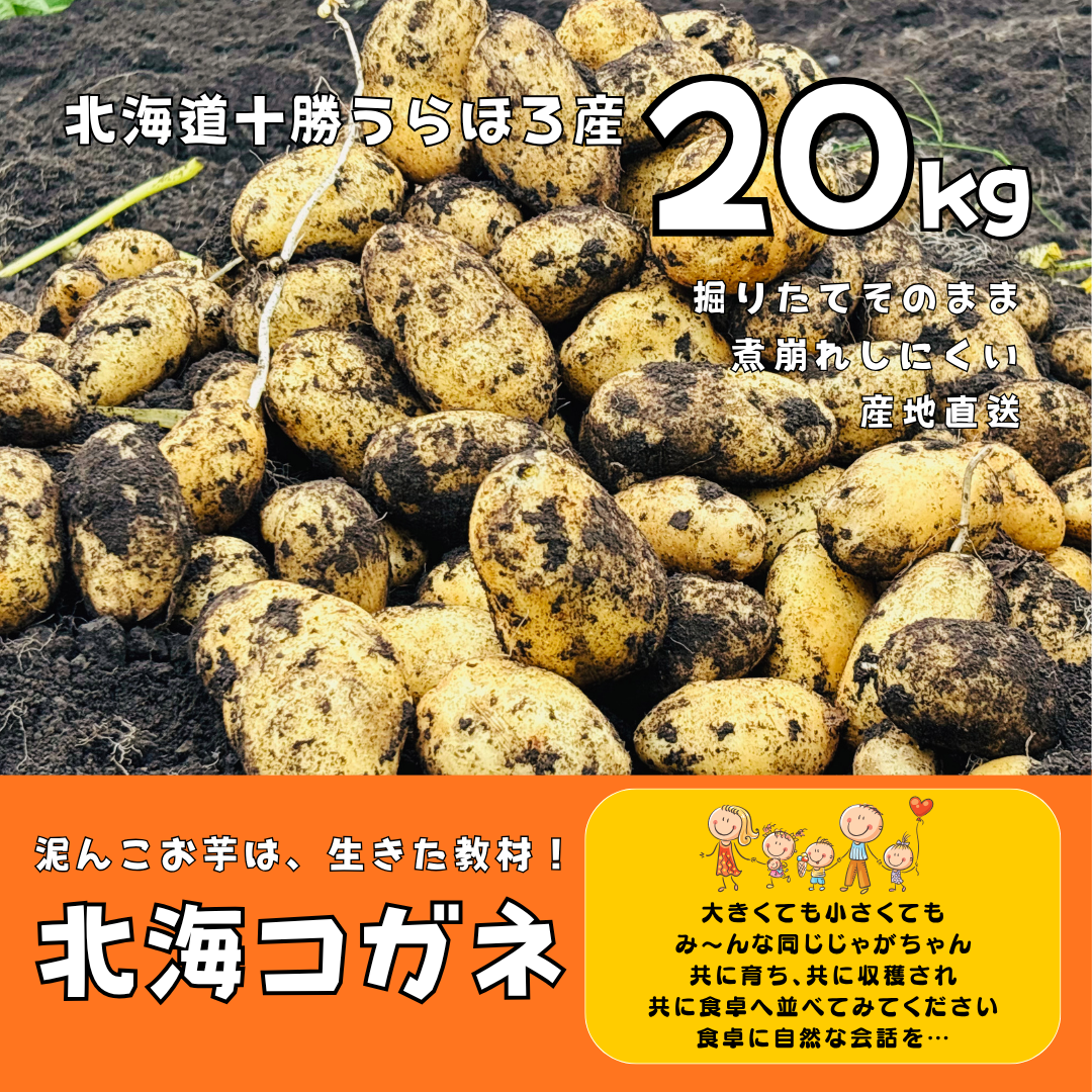 まとめてお得！季節限定］プロも指名する新じゃが「ホッカイコガネ」20