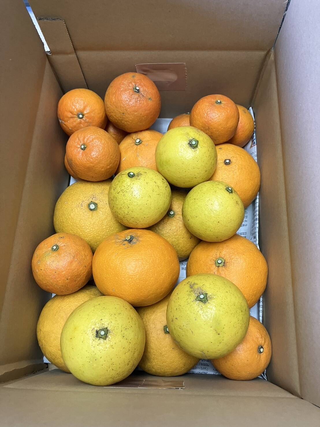 鹿児島県産「4種のみかん柑橘詰め合わせ」【柑橘食べ比べ】箱込み5