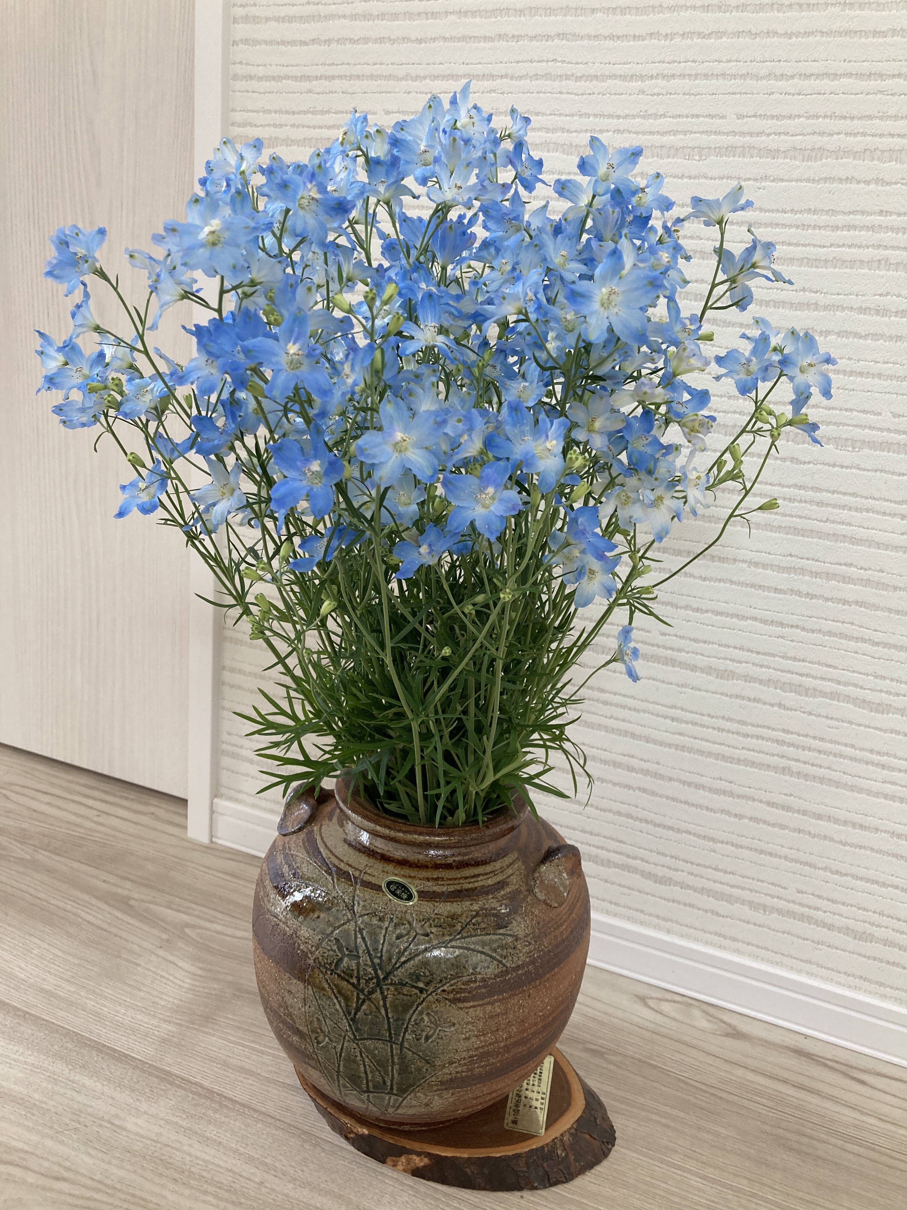 ドライ ブルー系のお花 Logopaedie Uebungen De