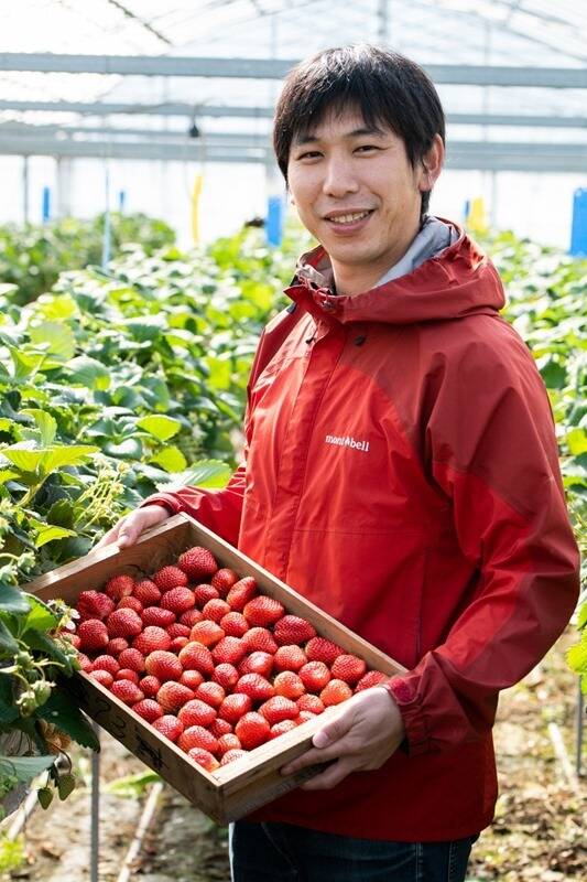 朝採り完熟いちご！！静岡県の新品種『きらぴ香』 260g×2パック：静岡