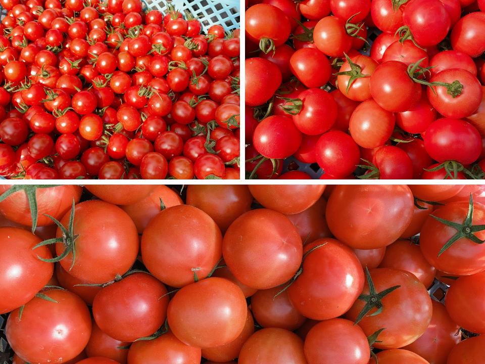 三重県産 真っ赤な完熟トマト3種食べ比べセット(約1.8㎏)：三重県産の