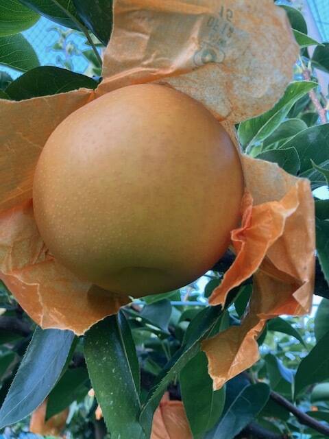 厳選！暑い夏にぴったり【凜夏梨】小箱（5～6玉入り）：滋賀県産の凛