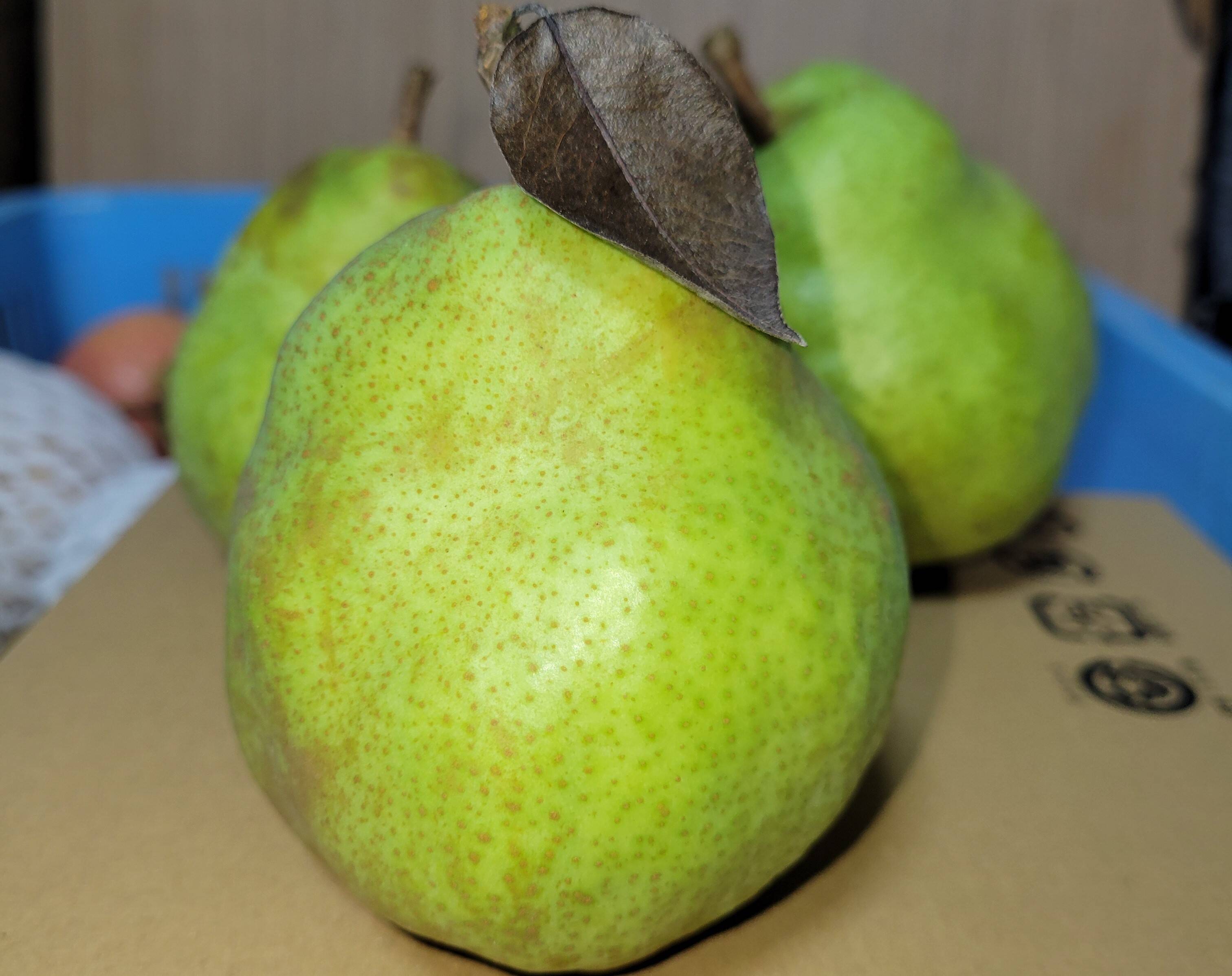 青森県 南部地方産 硬い洋梨(ラ,フランス)大きい順に総重量24