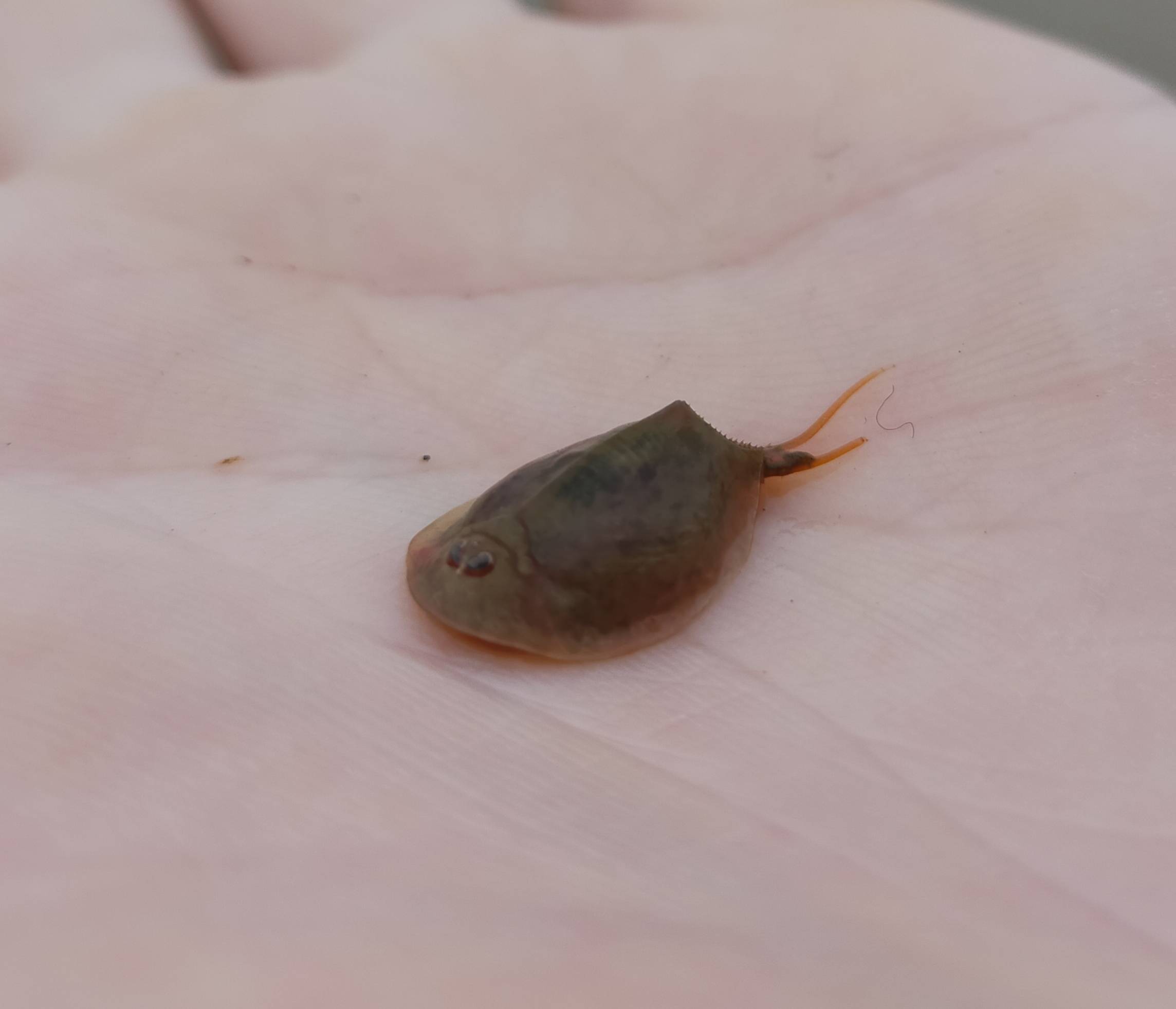 生きた化石カブトエビ 食べチョク 産地直送 産直 お取り寄せ通販 農家 漁師から旬の食材を直送