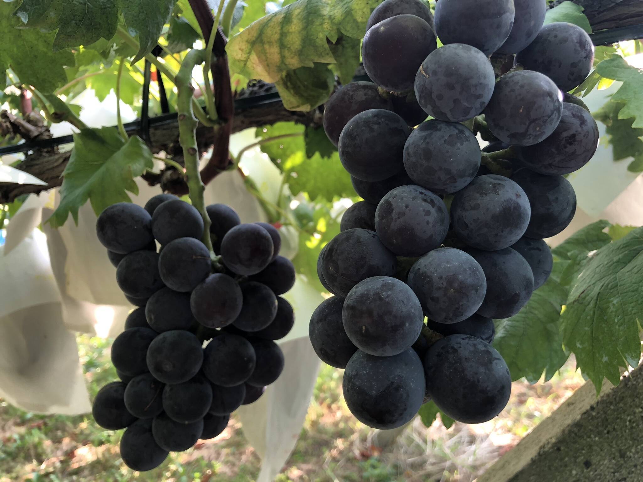 大粒で大満足！藤稔】葡萄らしい深い味わい藤稔（2房1.0kg以上）：山梨