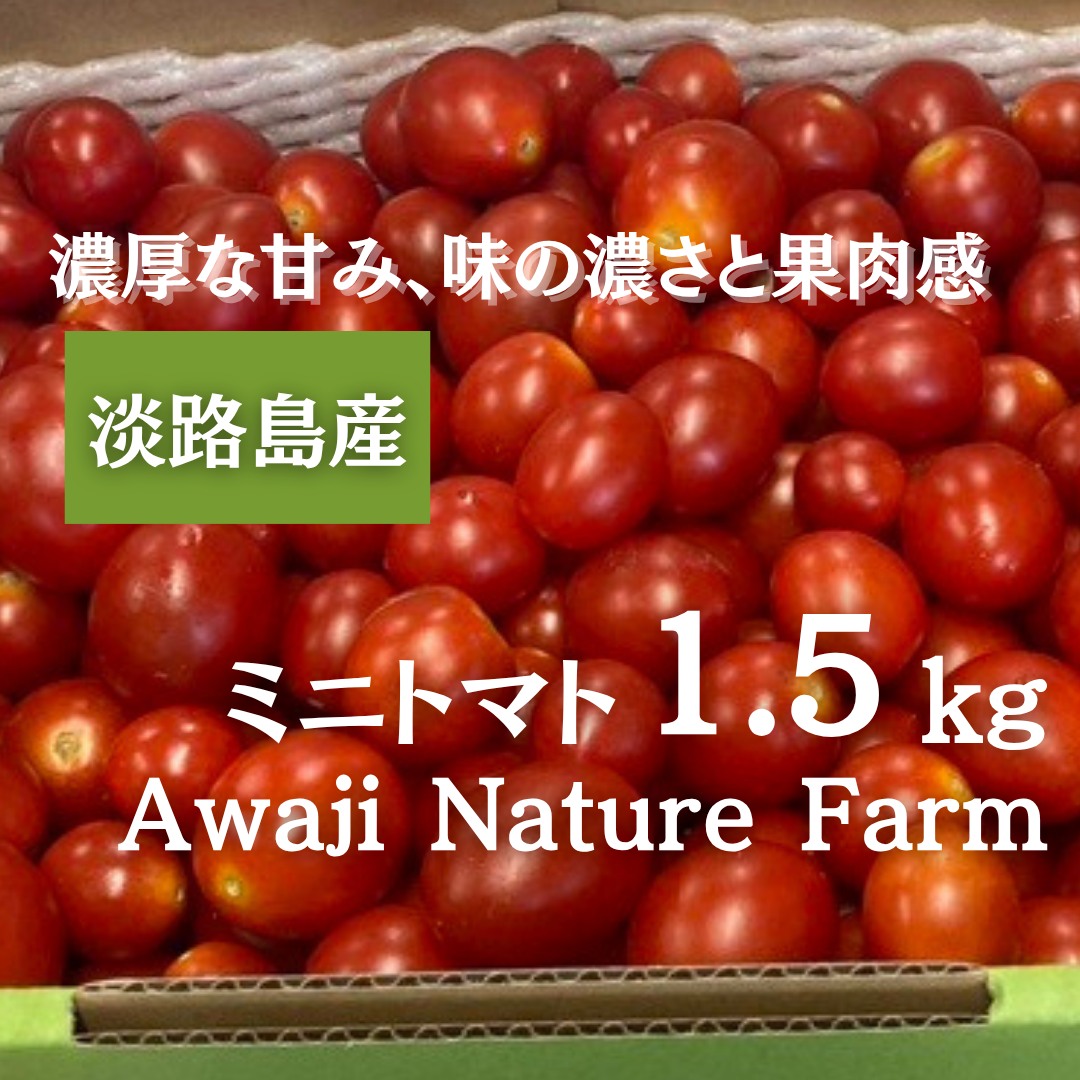 シクラメン　海の見える丘のトマト8Kg 長崎県産 ミニトマト1.5kg】淡路島産 濃厚な甘みと味の濃さが魅力的な品種