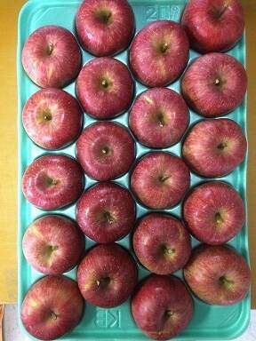 サンふじ10㎏40玉 A級：長野県産のふじ｜食べチョク｜産地直送(産直)お