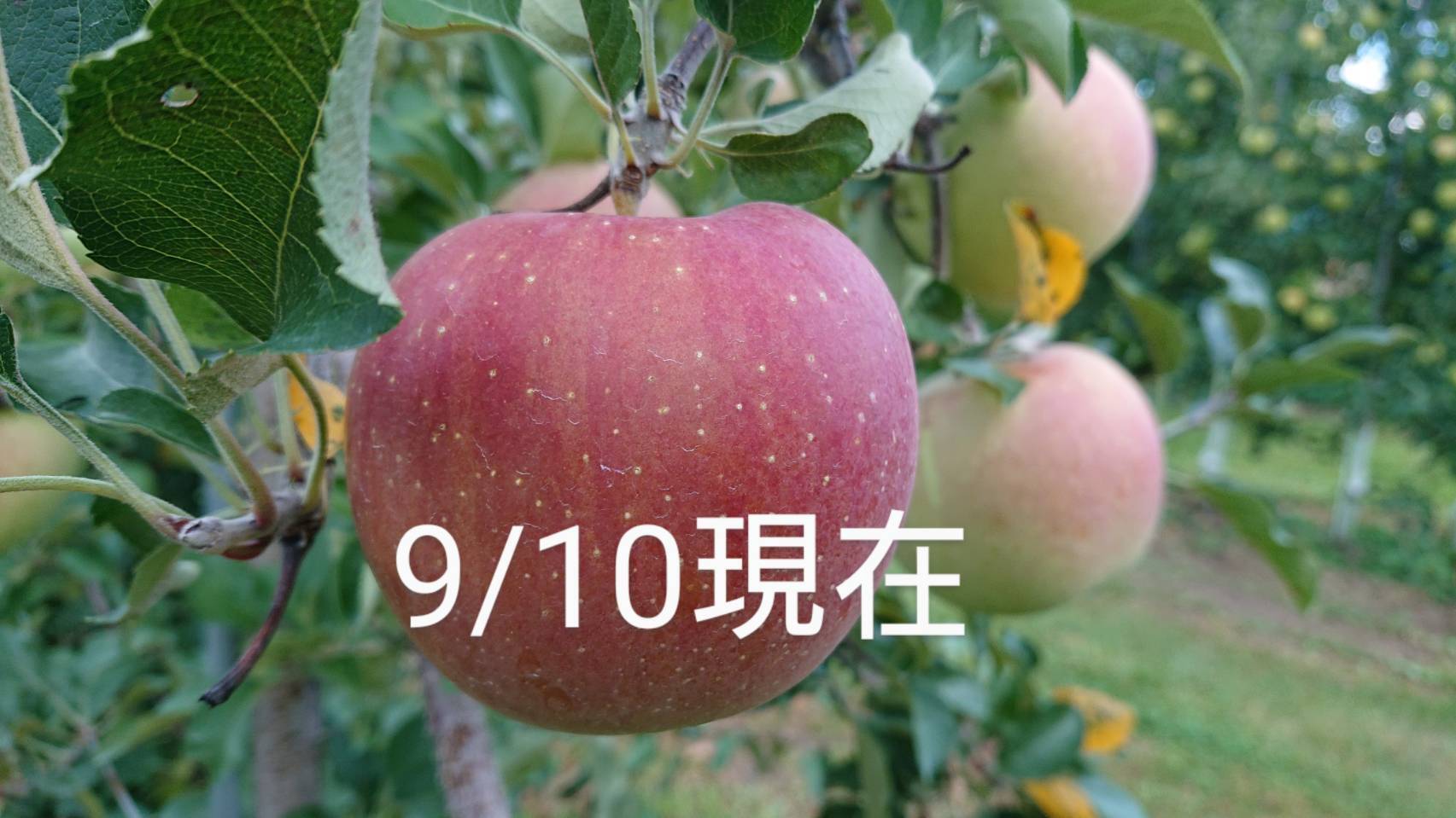 予約販売開始！「あずみ野産サンふじ」約5kg入り 安曇野がりんごに託した思いを御賞味下さい。甘味からの酸味最高です。 掲載写真9/10現在です。：長野県 産のふじ｜食べチョク｜産地直送(産直)お取り寄せ通販 - 農家・漁師から旬の食材を直送