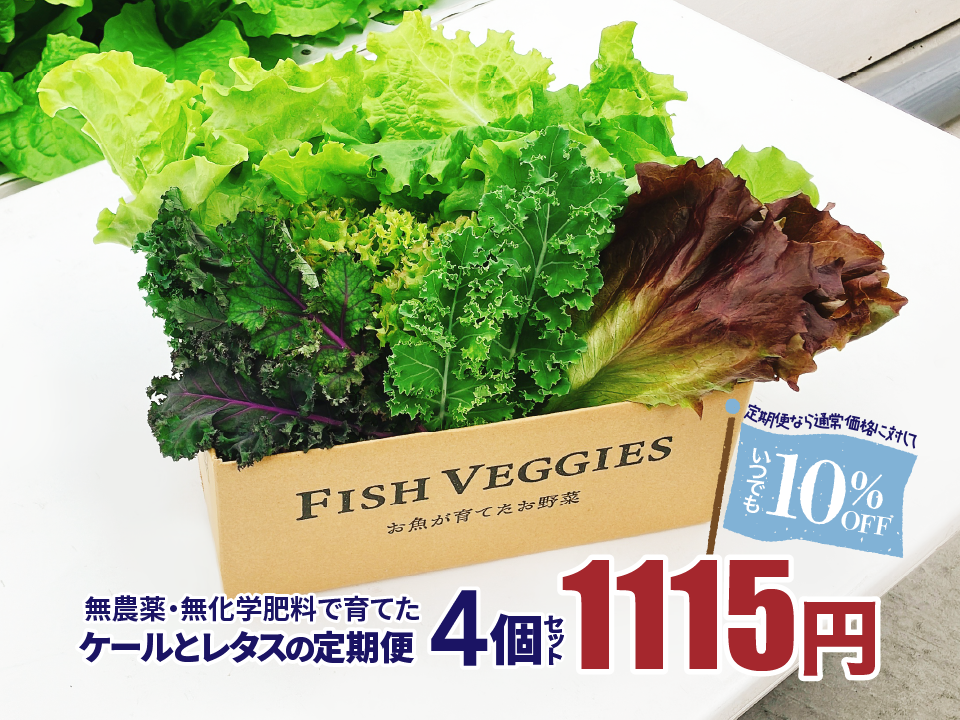 新鮮！採れたて！農薬・化学肥料不使用！レタスとケールの定期便