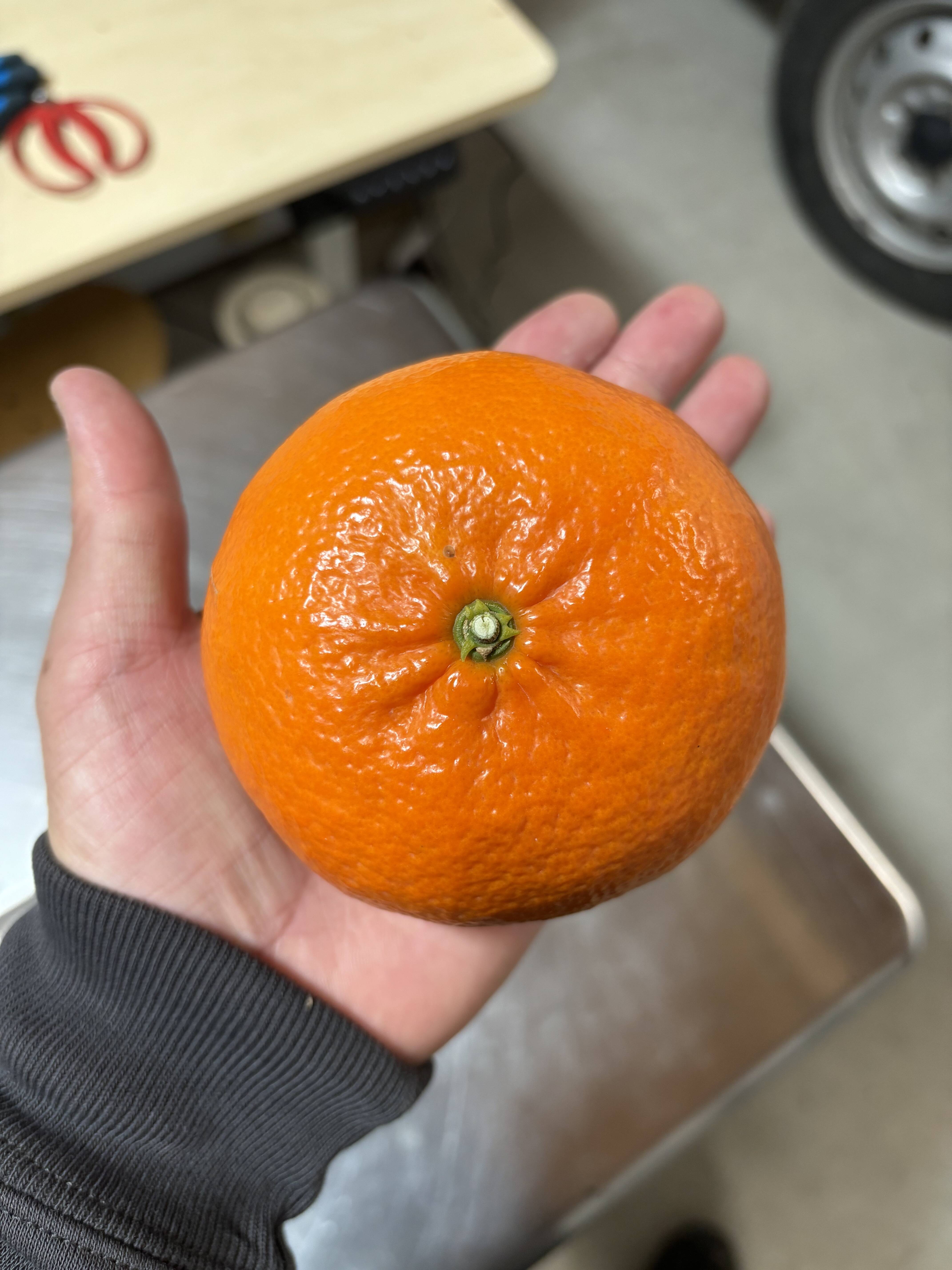 貴重な柑橘】せとかの姉妹品種！麗紅（れいこう） 家庭用約5㎏ （予約