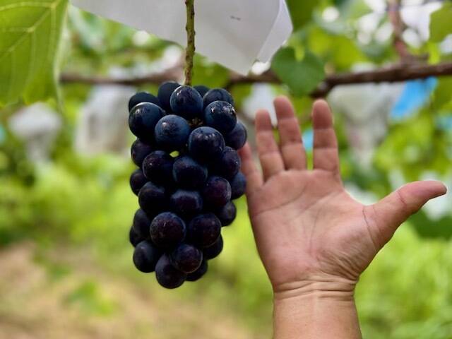 ナガノパープル – 種無し皮ごと手軽に楽しめる、濃厚な黒ぶどう：京都