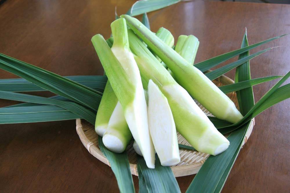 里庄マコモタケ（生）1Kg：岡山県産の野菜｜食べチョク｜産地