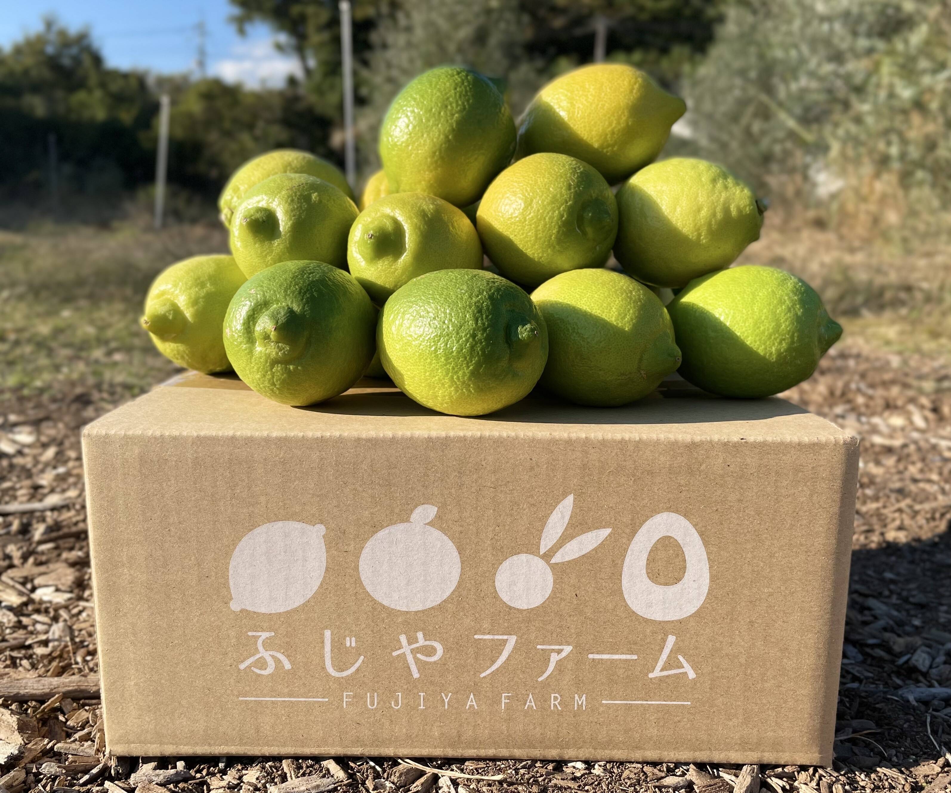 有機JAS認証】オーガニックレモン2キロ（15個〜18個前後）極上の香りに