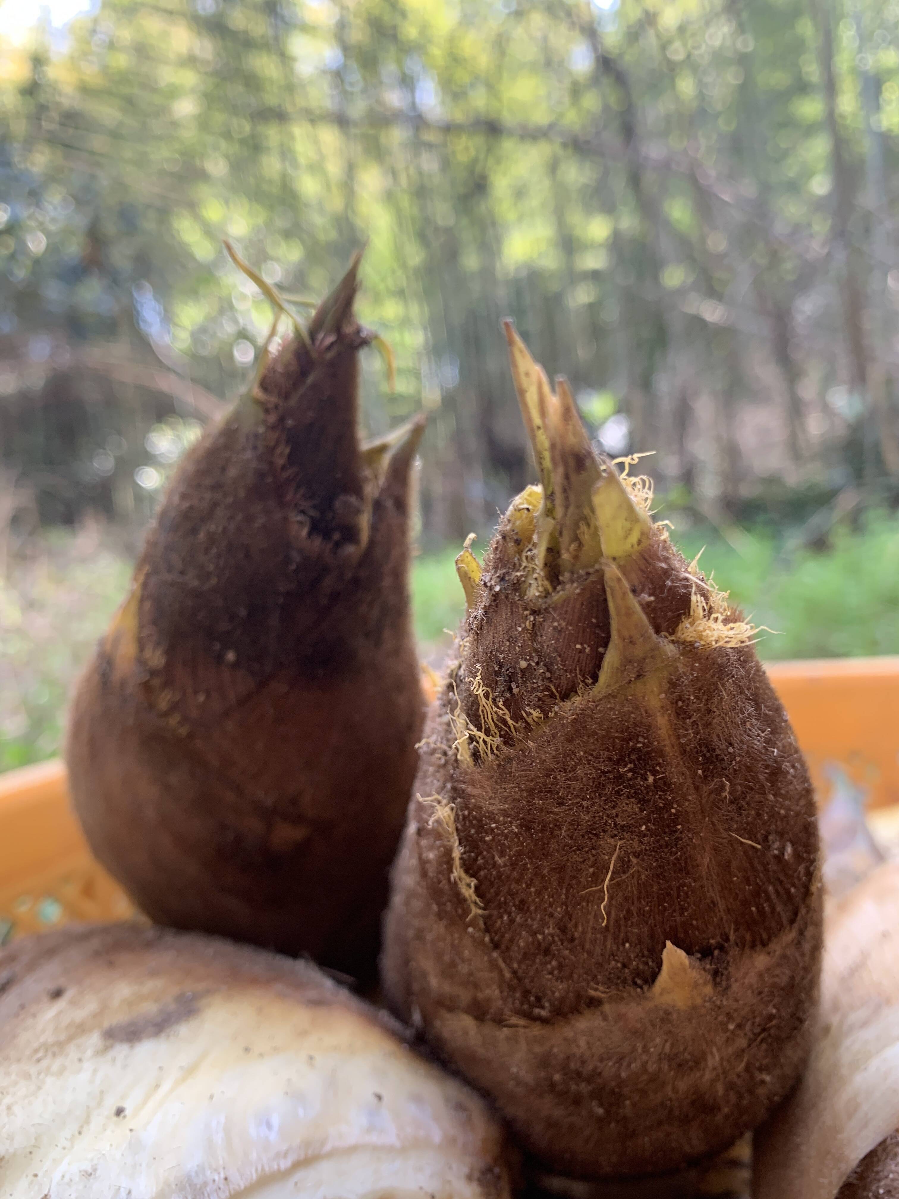 10%増量！生筍 5.5kg【自然栽培】朝どれ！柔らか殆どアク無し（米糠