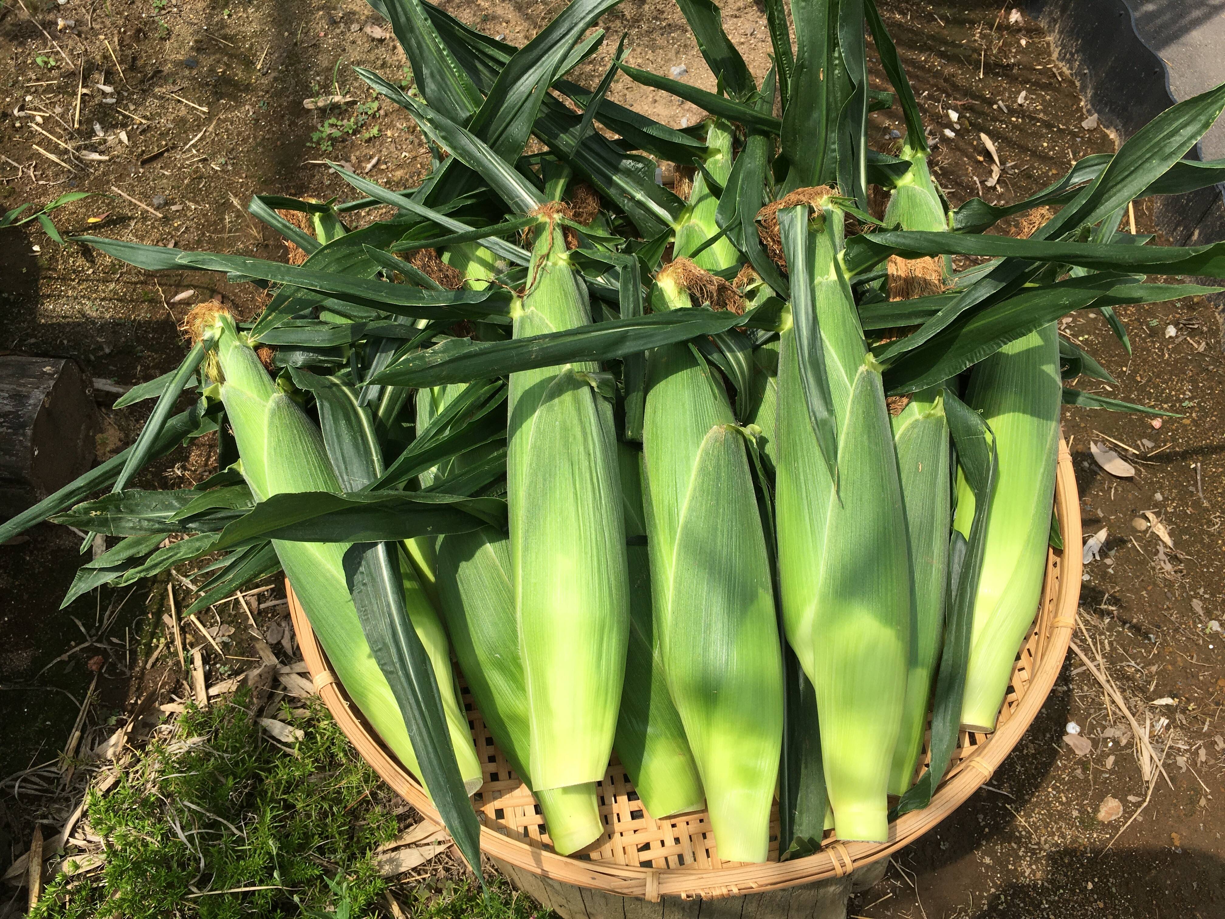 🌽【2026年 夏・予約開始限定販売】 花園ファーム直送！ドルチェ