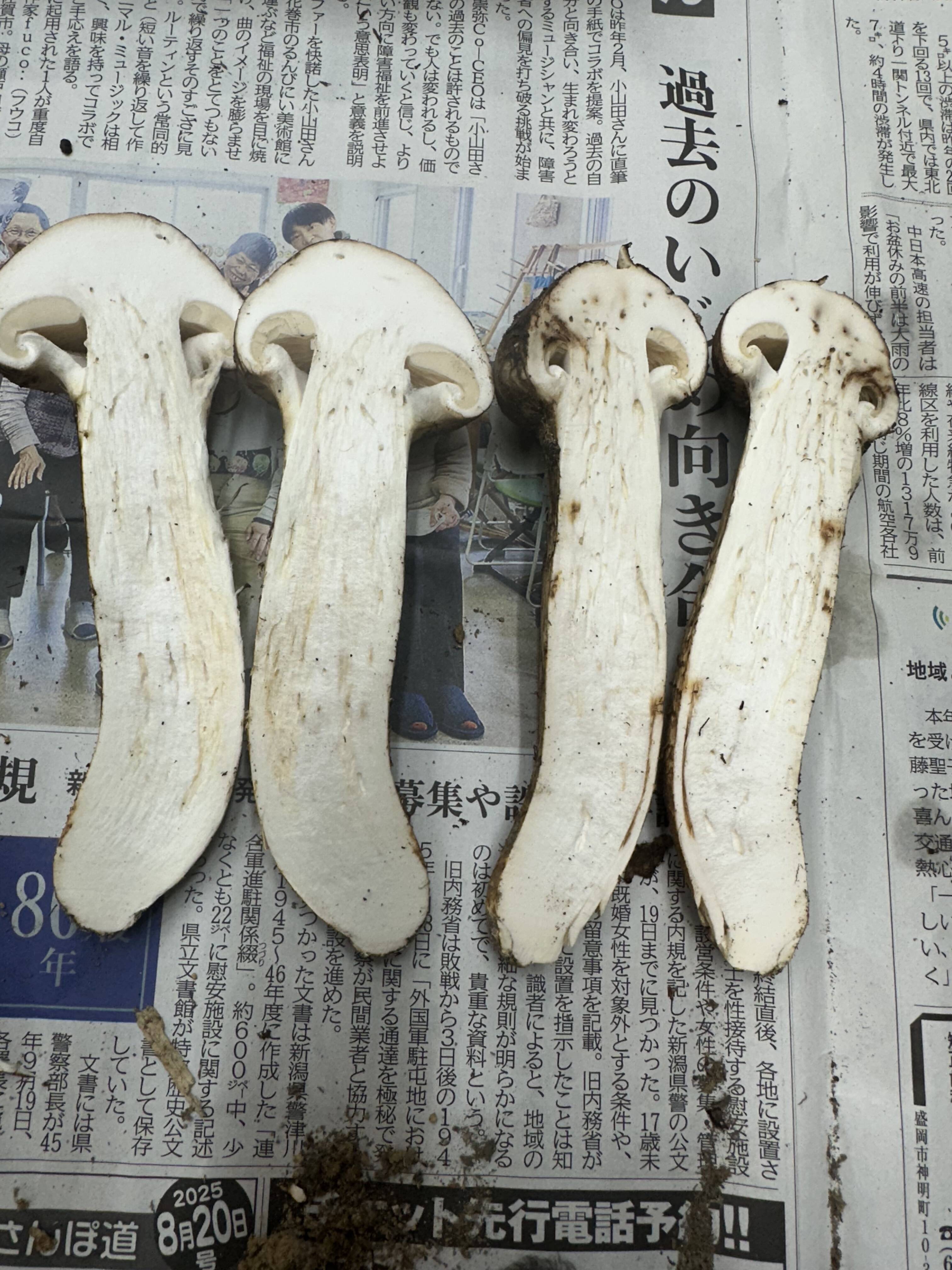 訳あり】松茸 現物のみ：山形県産のマツタケ｜食べチョク｜産地直送