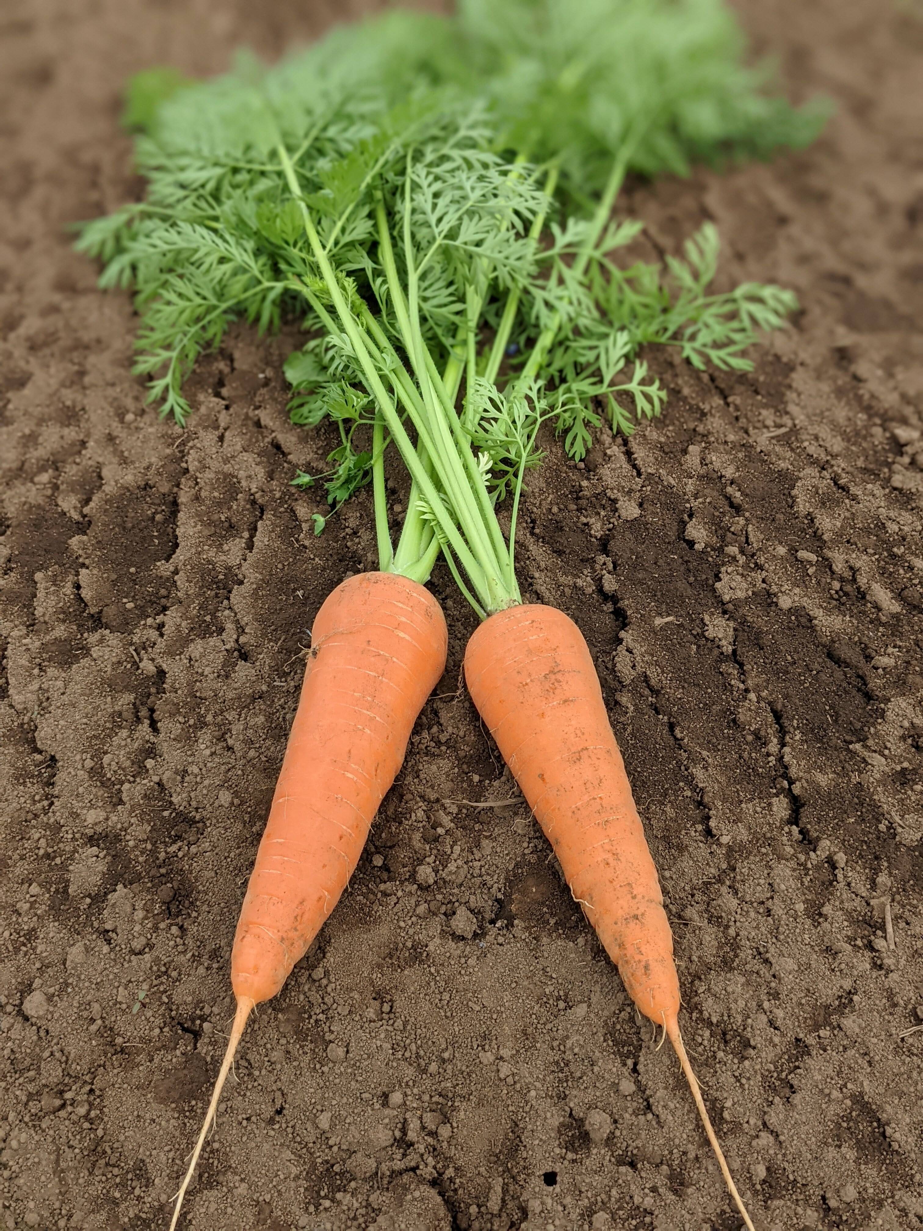 信州産お野菜・果物おまかせセット あすつく】【セット】おまかせ 九州野菜セット 15品 旬の野菜詰め合せ