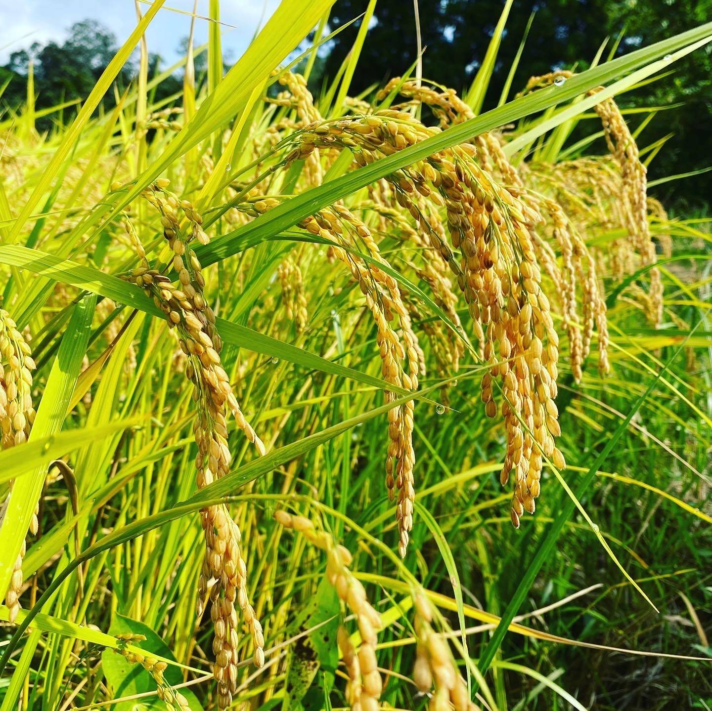 R8年産 新米】農薬不使用・自然栽培米コシヒカリ（白米）5kg：富山県産