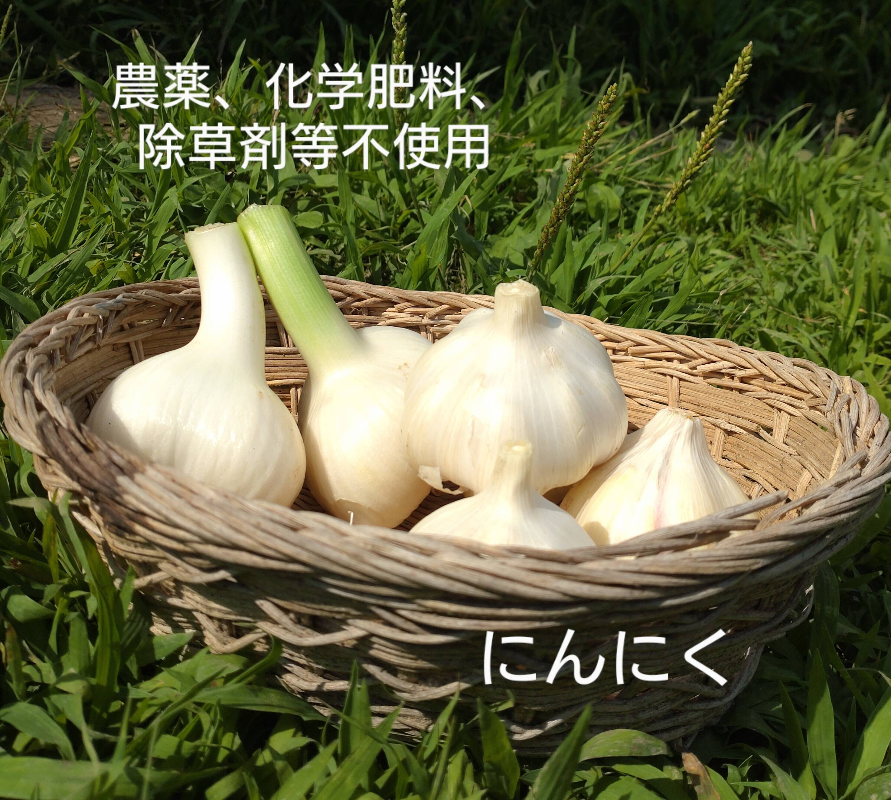 新鮮な野菜 緑と赤のグラデーション。行者ニンニク。土付着殆ど無し 新鮮な野菜 緑と赤のグラデーション。行者ニンニク。土付着殆ど