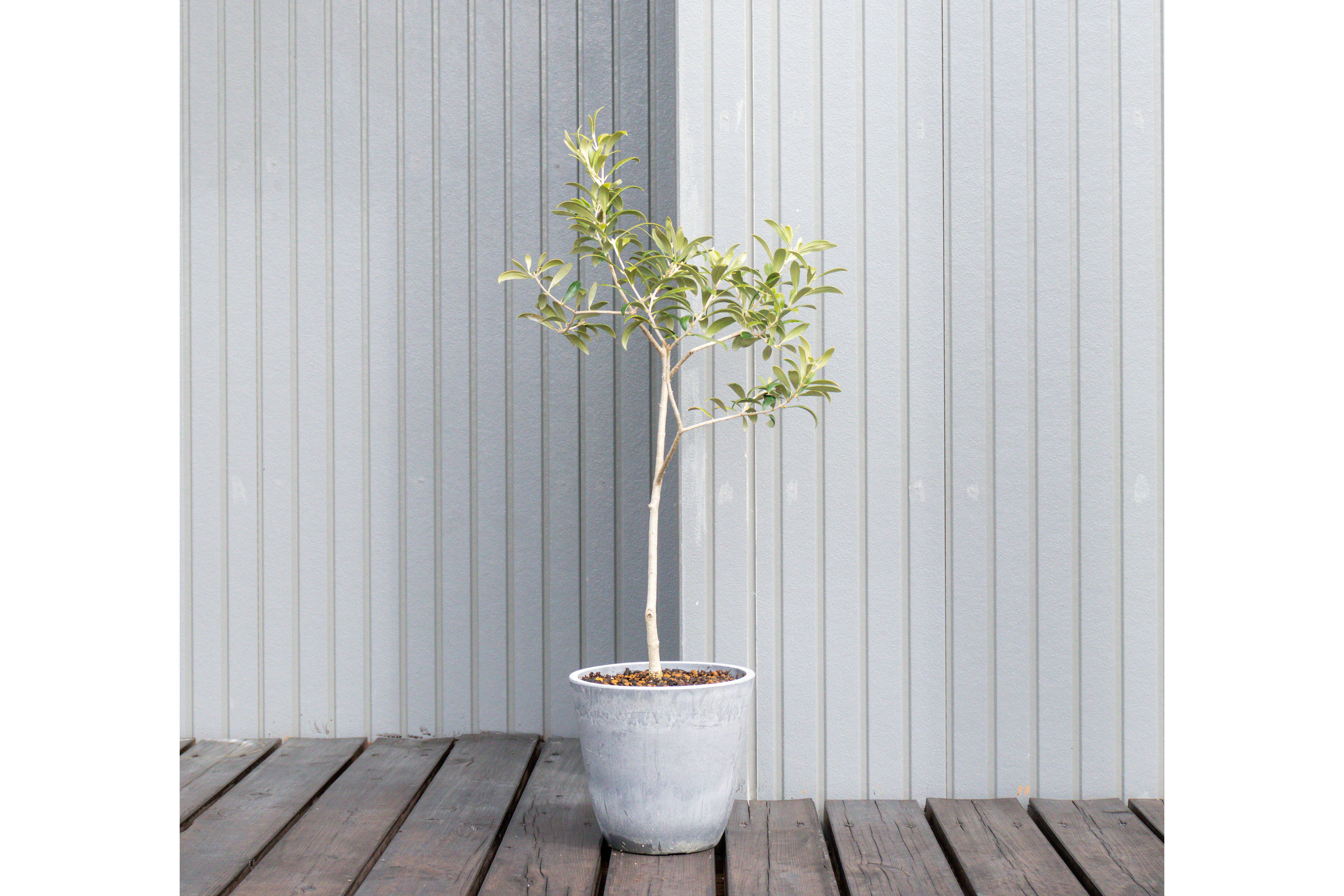 オリーブ 鉢植え 「アルベキナ」 シンボルツリー 観葉植物：愛知県産の