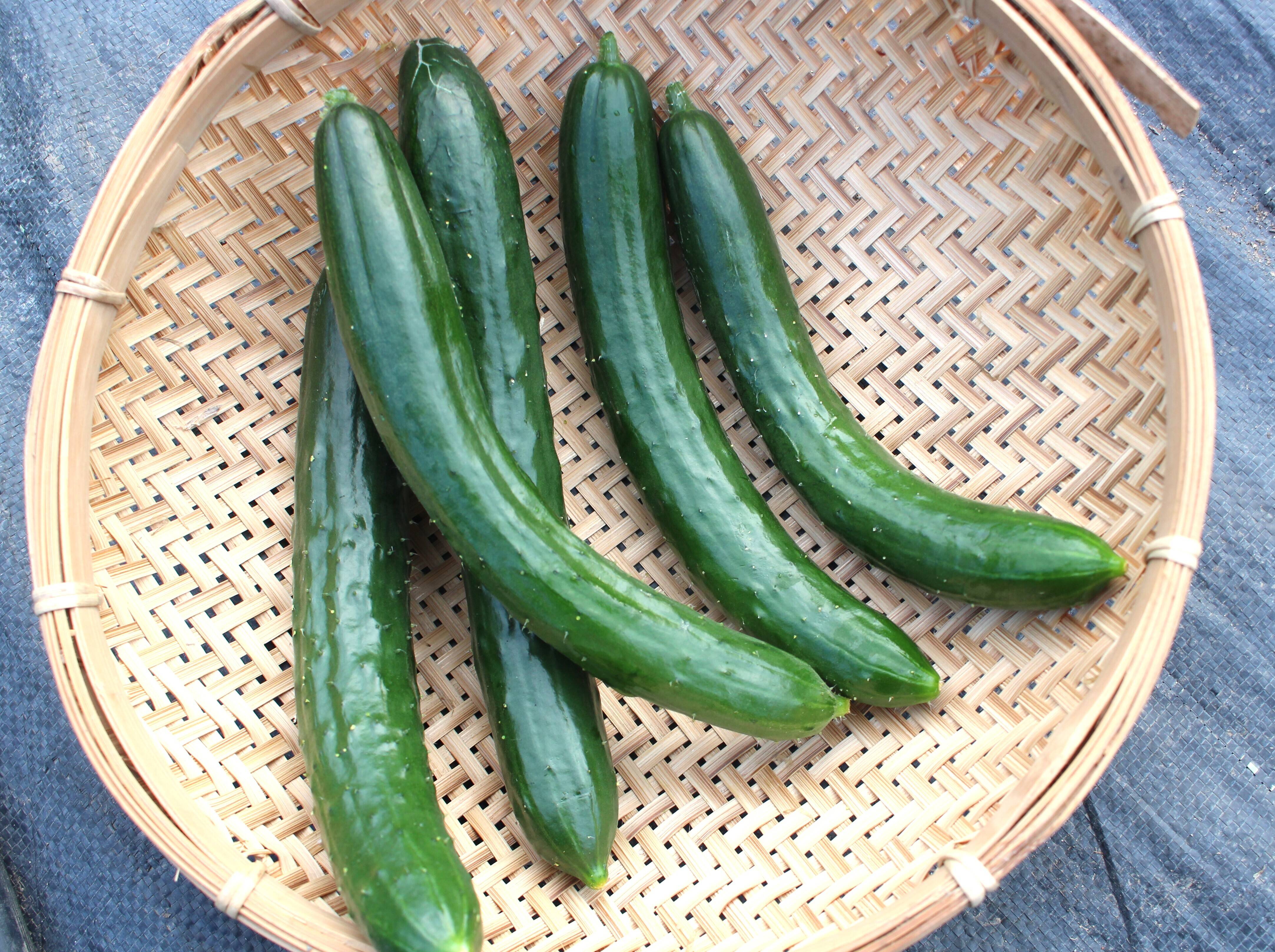 B級品 きゅうり 20キロ 配達商品 きゅうり（B級品について） - 配達八百屋.com