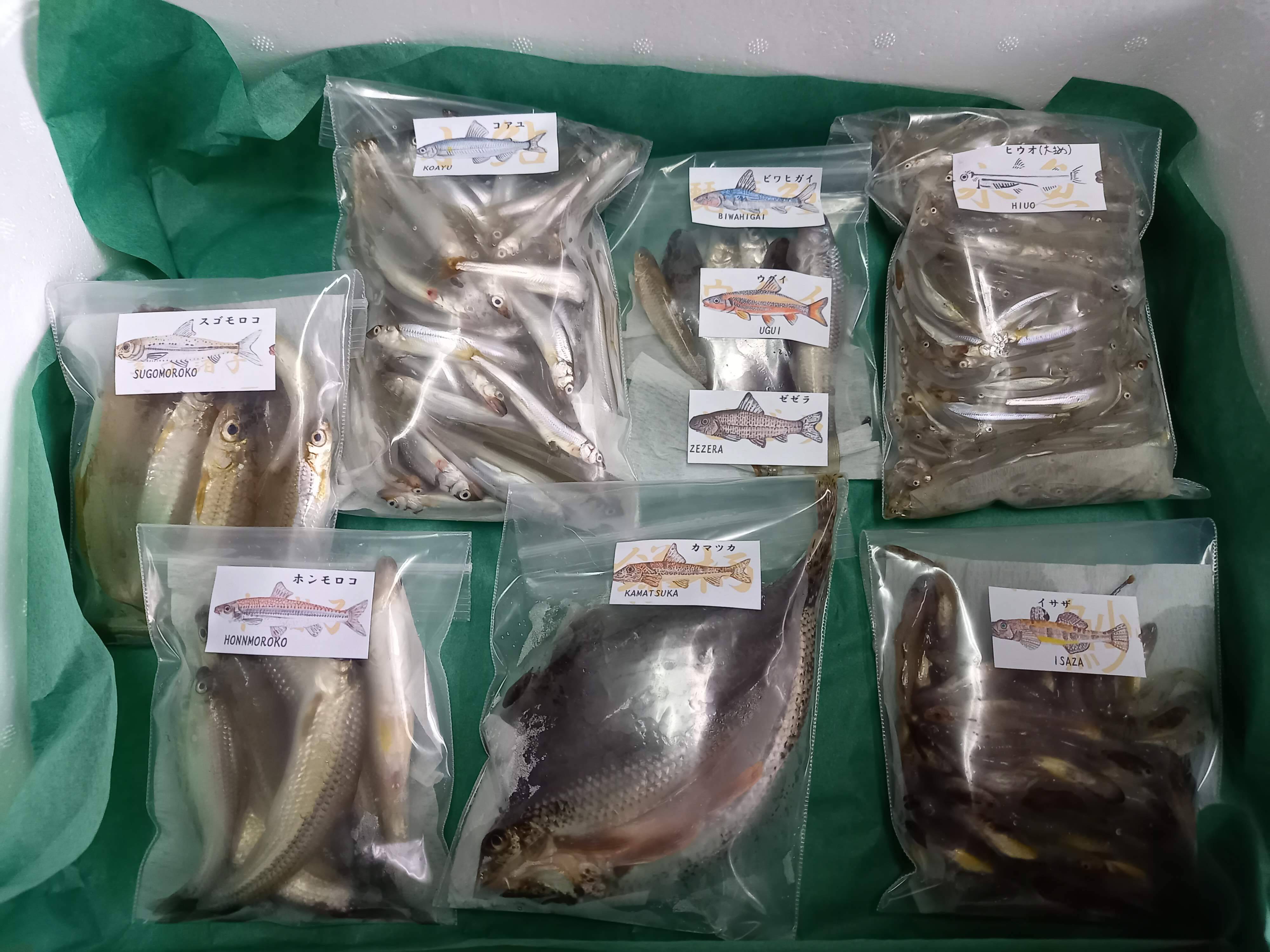 琵琶湖の旬を届ける淡水魚セット 5 10品目 滋賀県産 食べチョク 農家 漁師の産直ネット通販 旬の食材を生産者直送