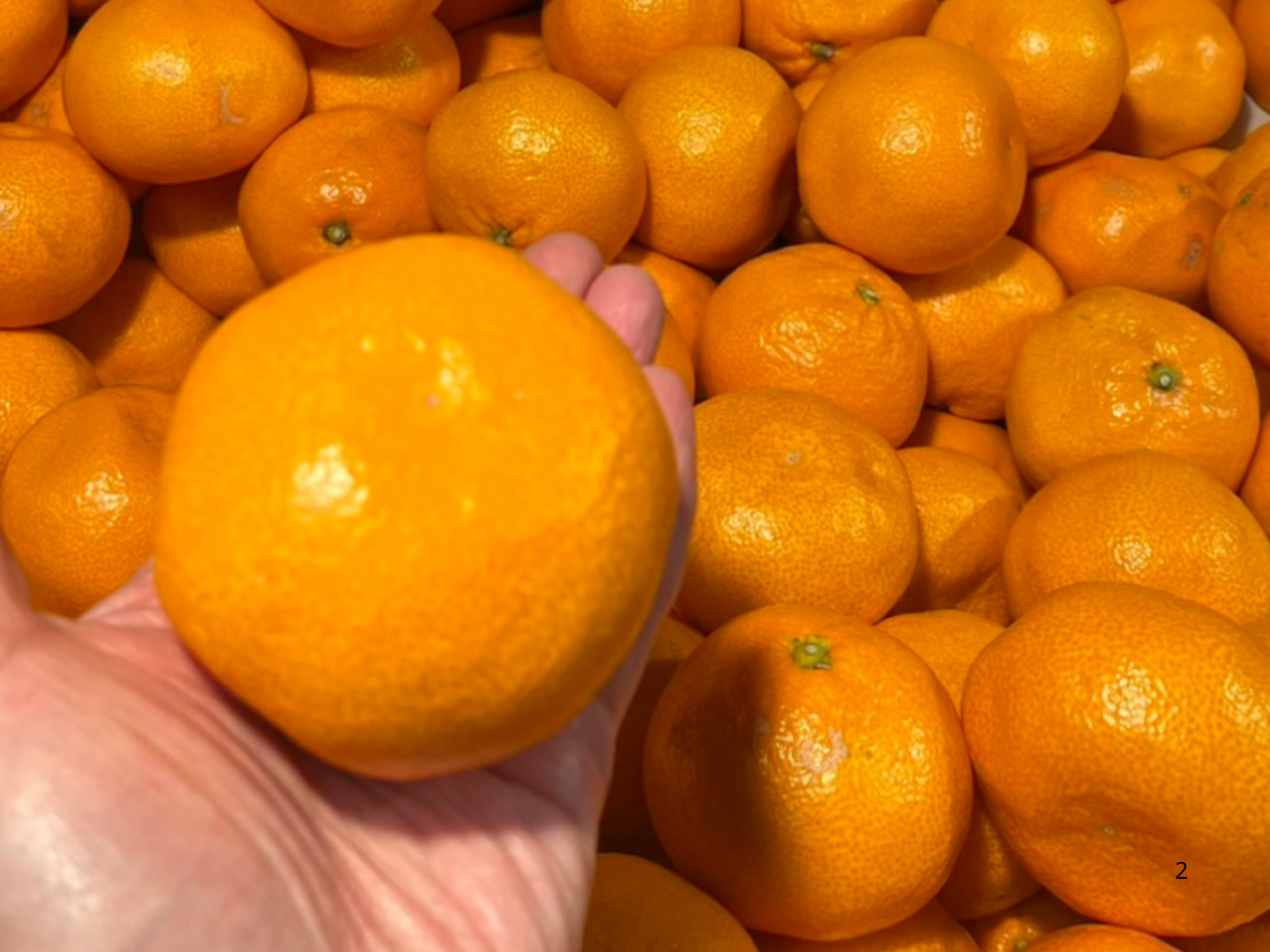 完熟有田みかん 5キロ 2Lサイズ 家庭用 温州みかん 早生 宮川早生