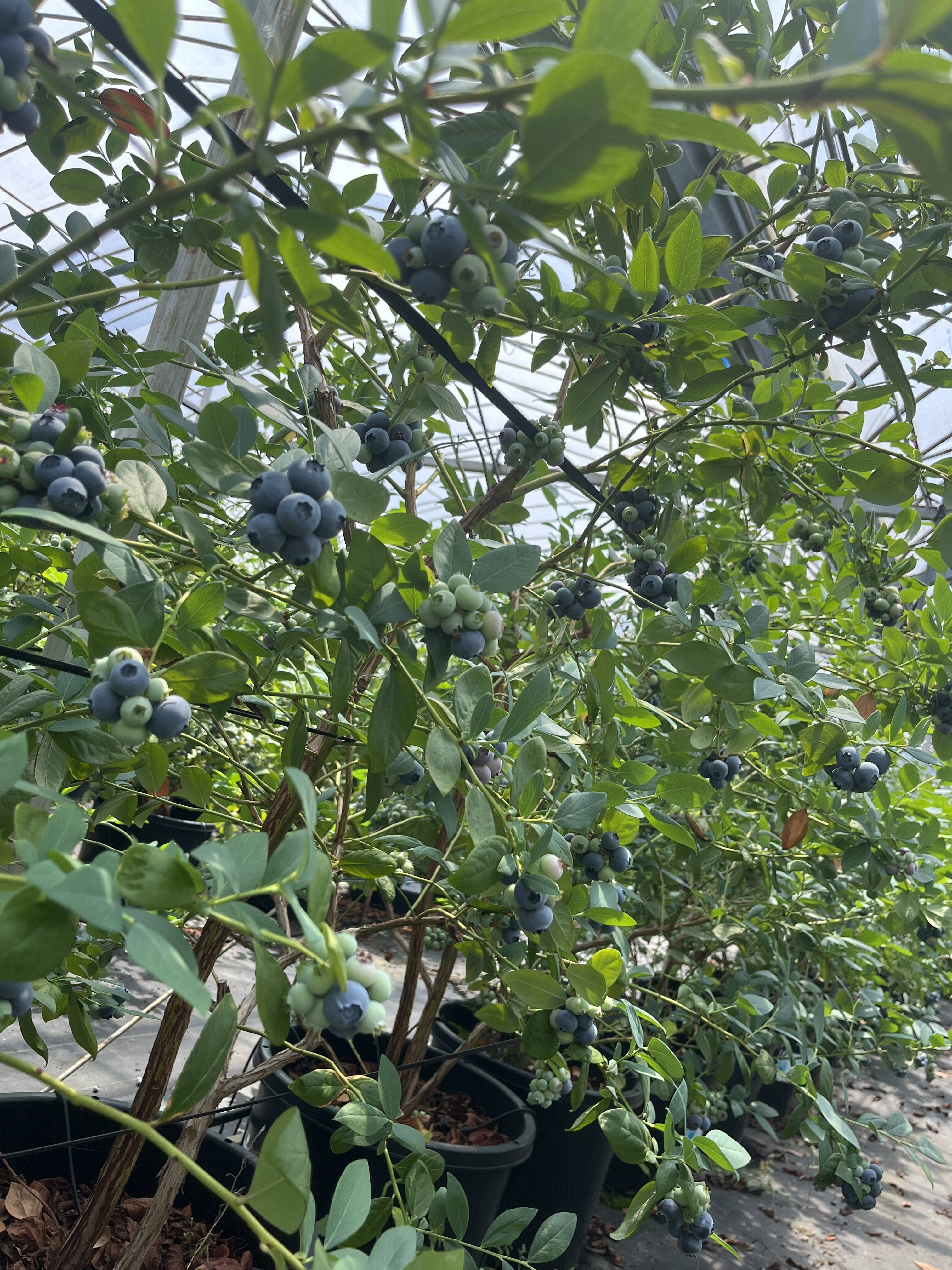 HARVESTへのレビュー・商品：静岡県｜食べチョク｜産地直送(産直