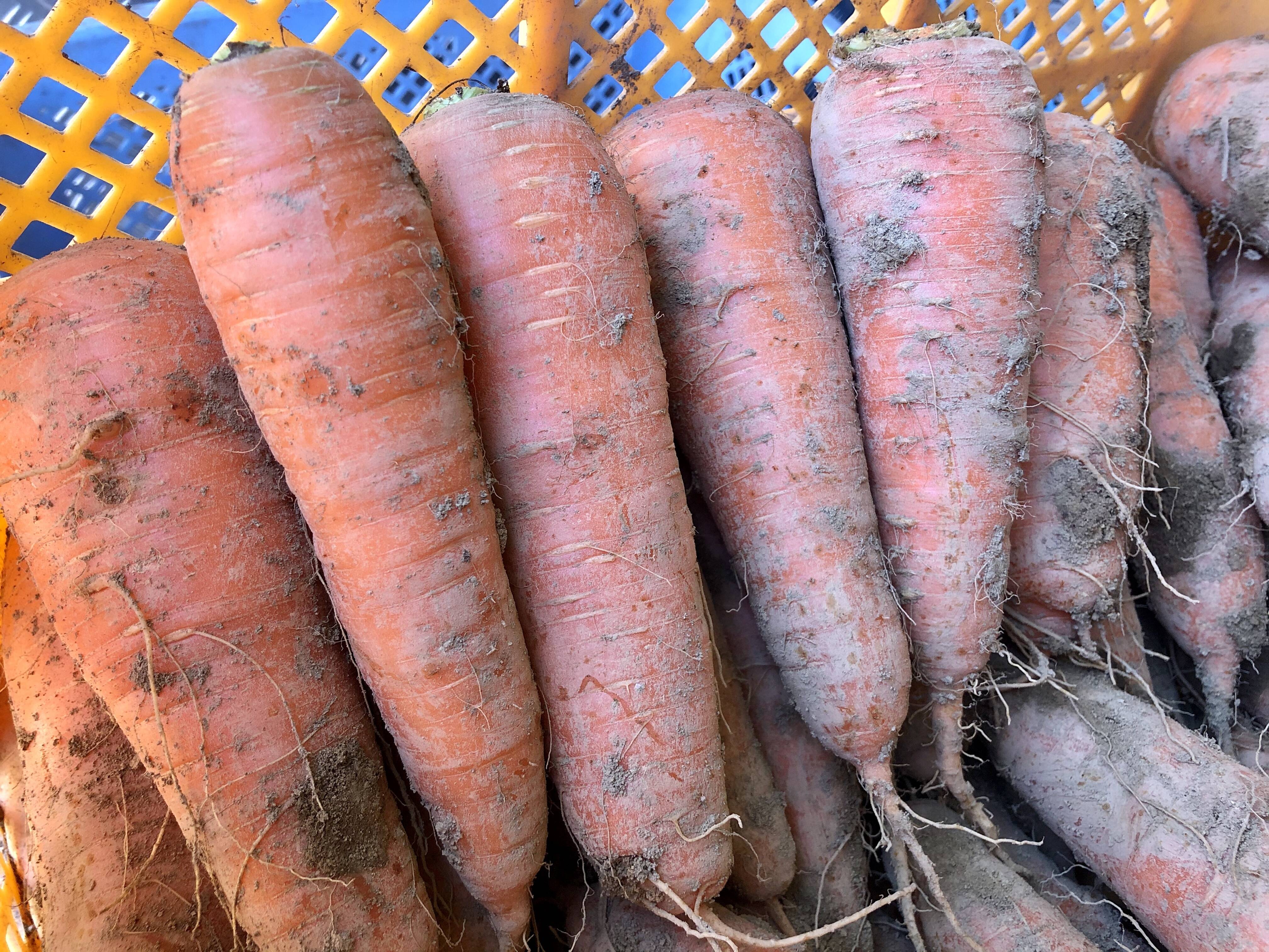 北海道・芽室】甘みあるニンジン🥕無選別【農薬化学肥料不使用】(3kg