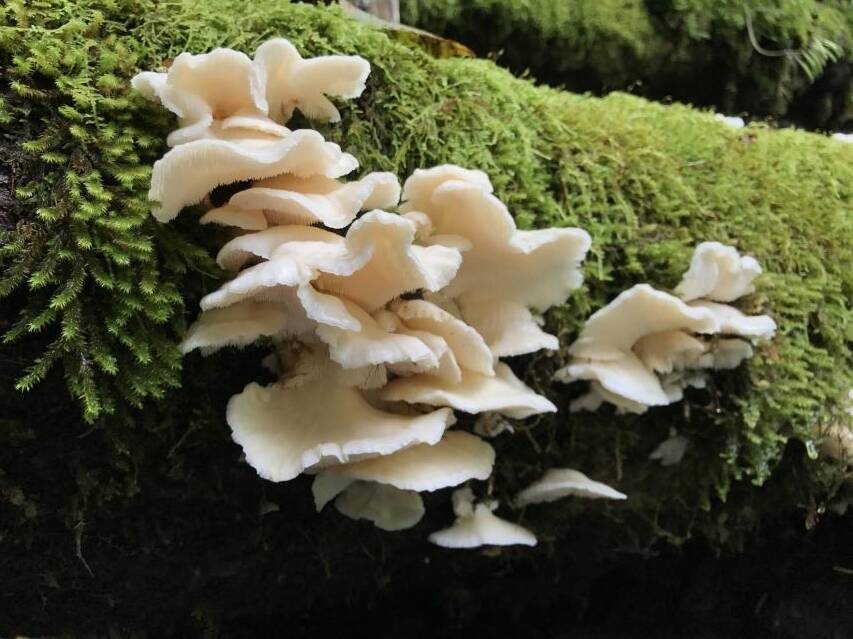 a0a6a384886a7aff24df8f0e72dec8