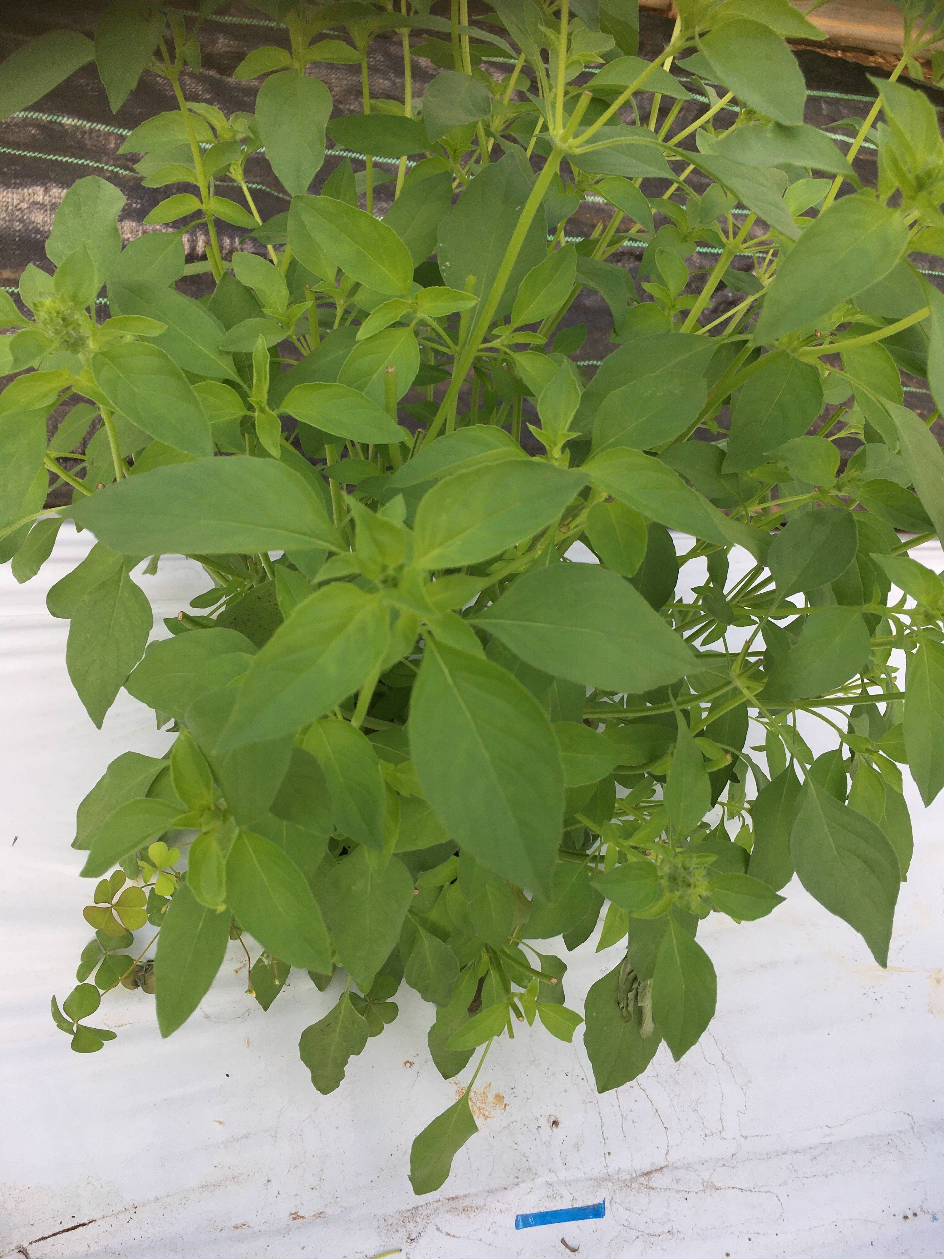 バジル レモンバジル300g：茨城県産の野菜｜食べチョク｜産地直送(産直