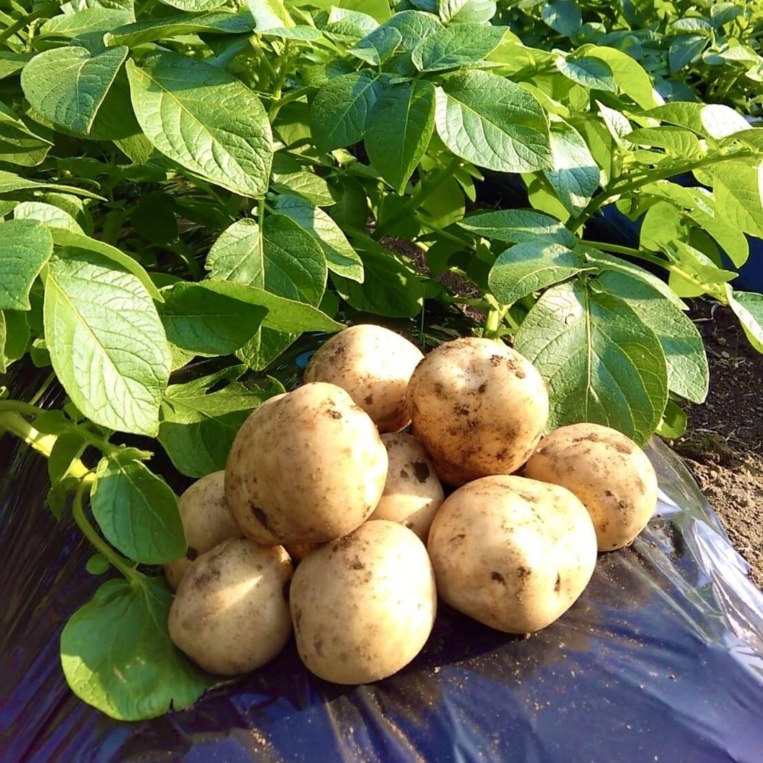 掘りたて】種子島産 新じゃがいも SMLサイズ 5kg(箱別)：鹿児島県産の