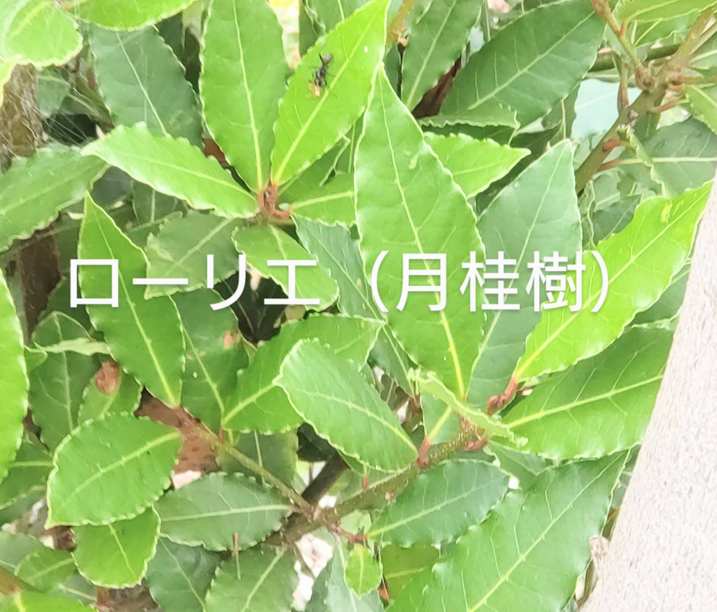 無農薬 ローリエ 月桂樹 葉っぱ＆枝 リース スパイス☆オーダメイド 