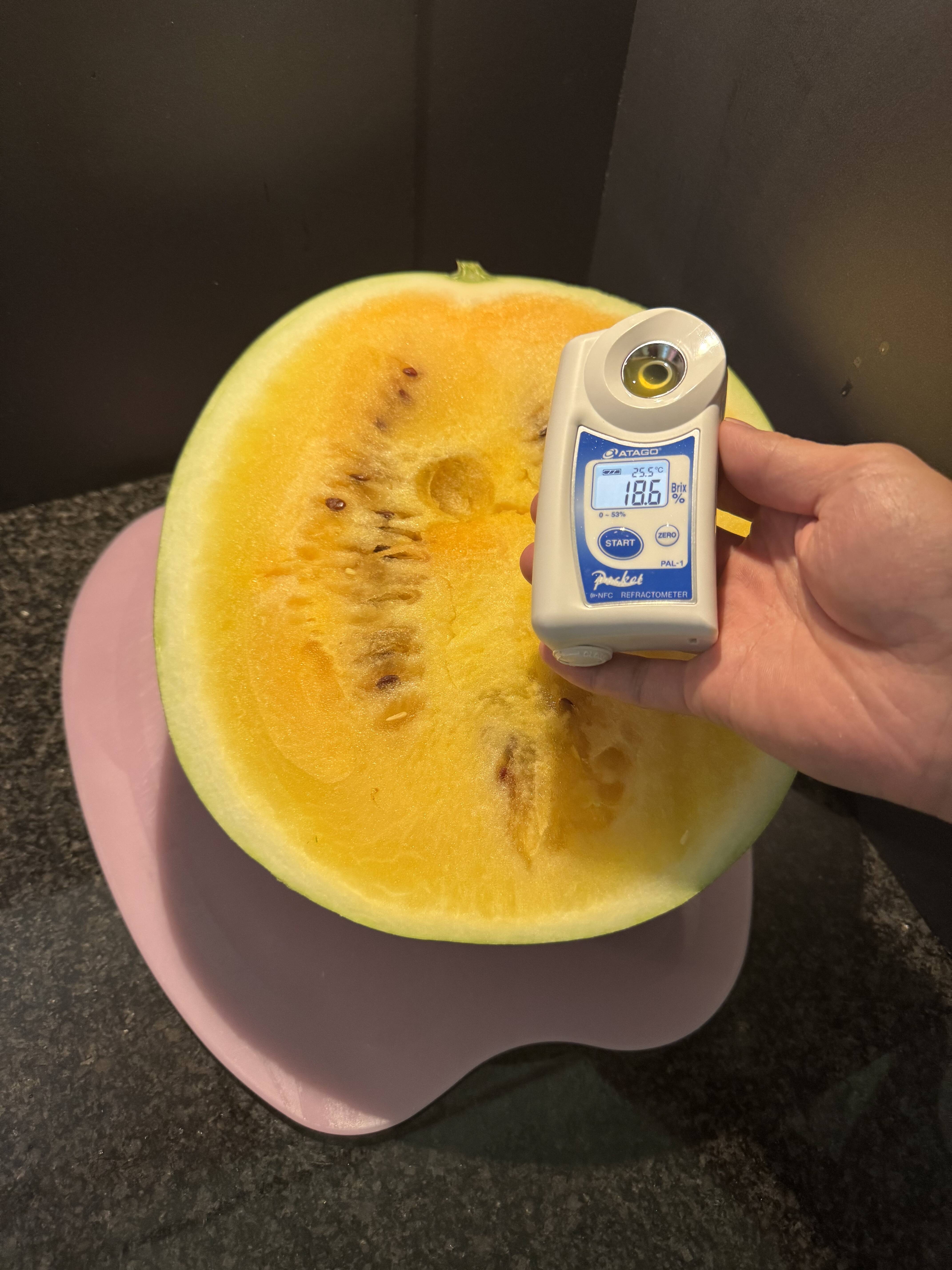 珍しい果物　ランバイ大苗　(黄色) 珍しい果物 ランバイ大苗 (黄色) 苗