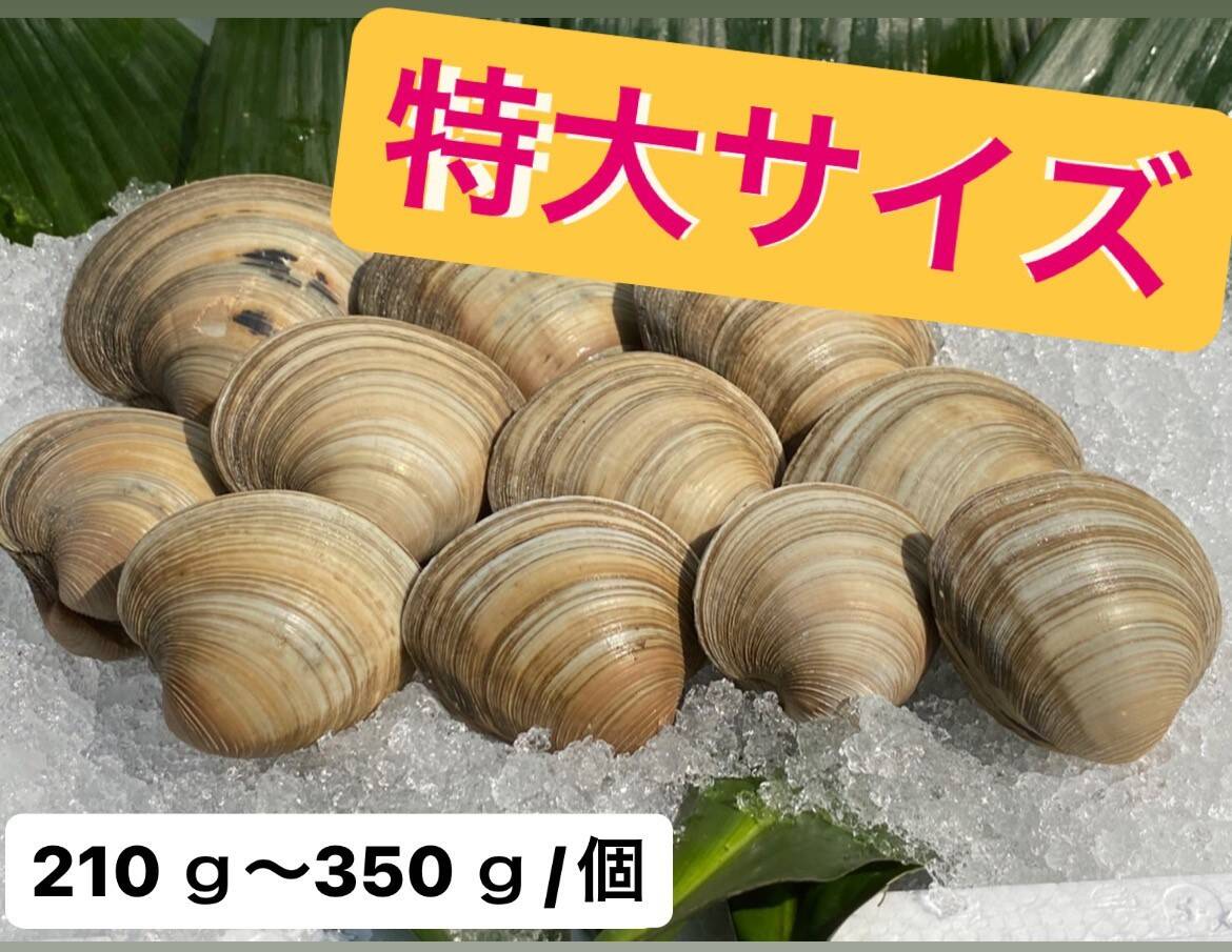 3Lホンビノス貝　【210～350g／個】 ３kg入り