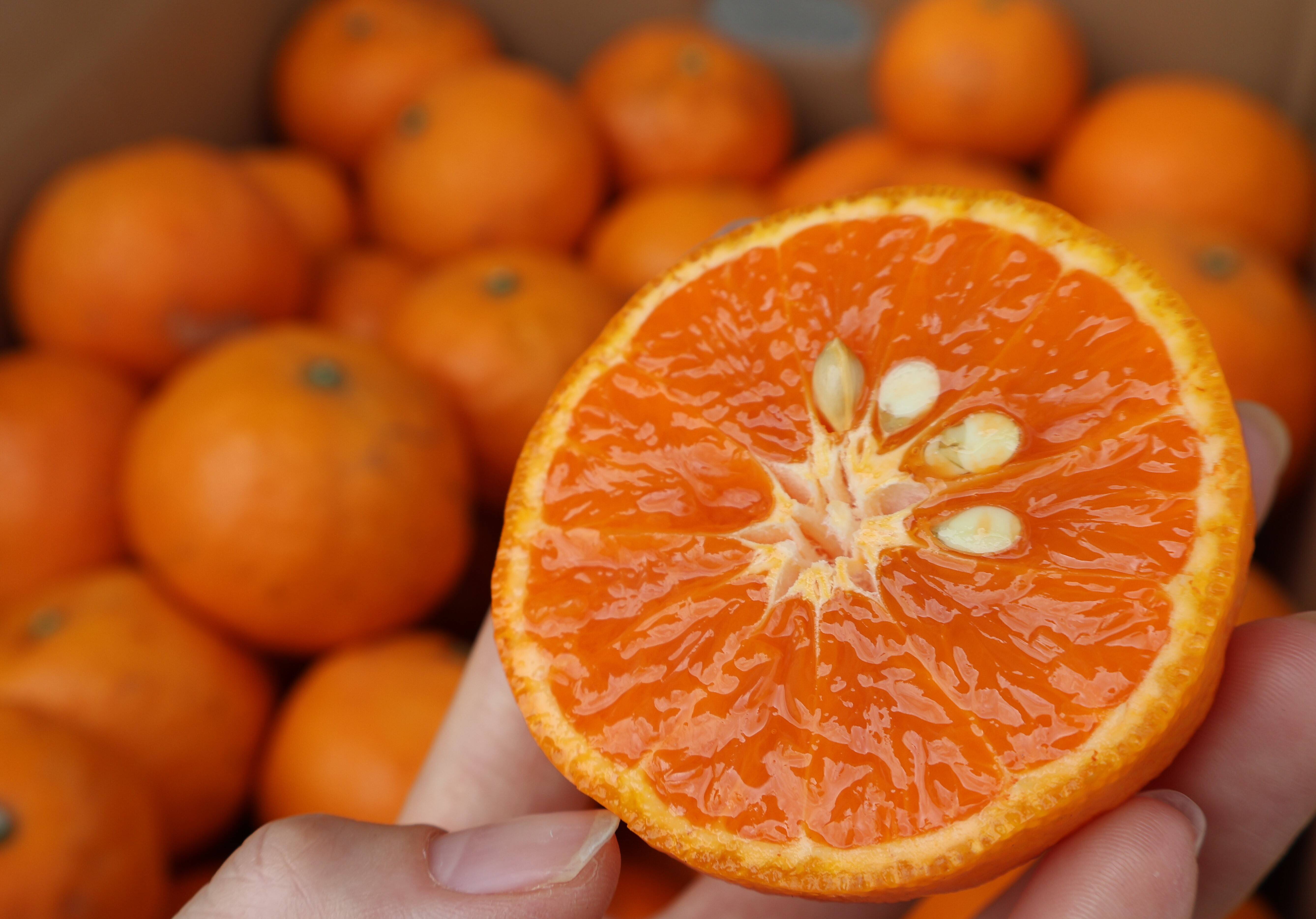 農家直送 農家直送！なつみオレンジ 家庭用5kg【平武農園】和歌山｜有田｜田口