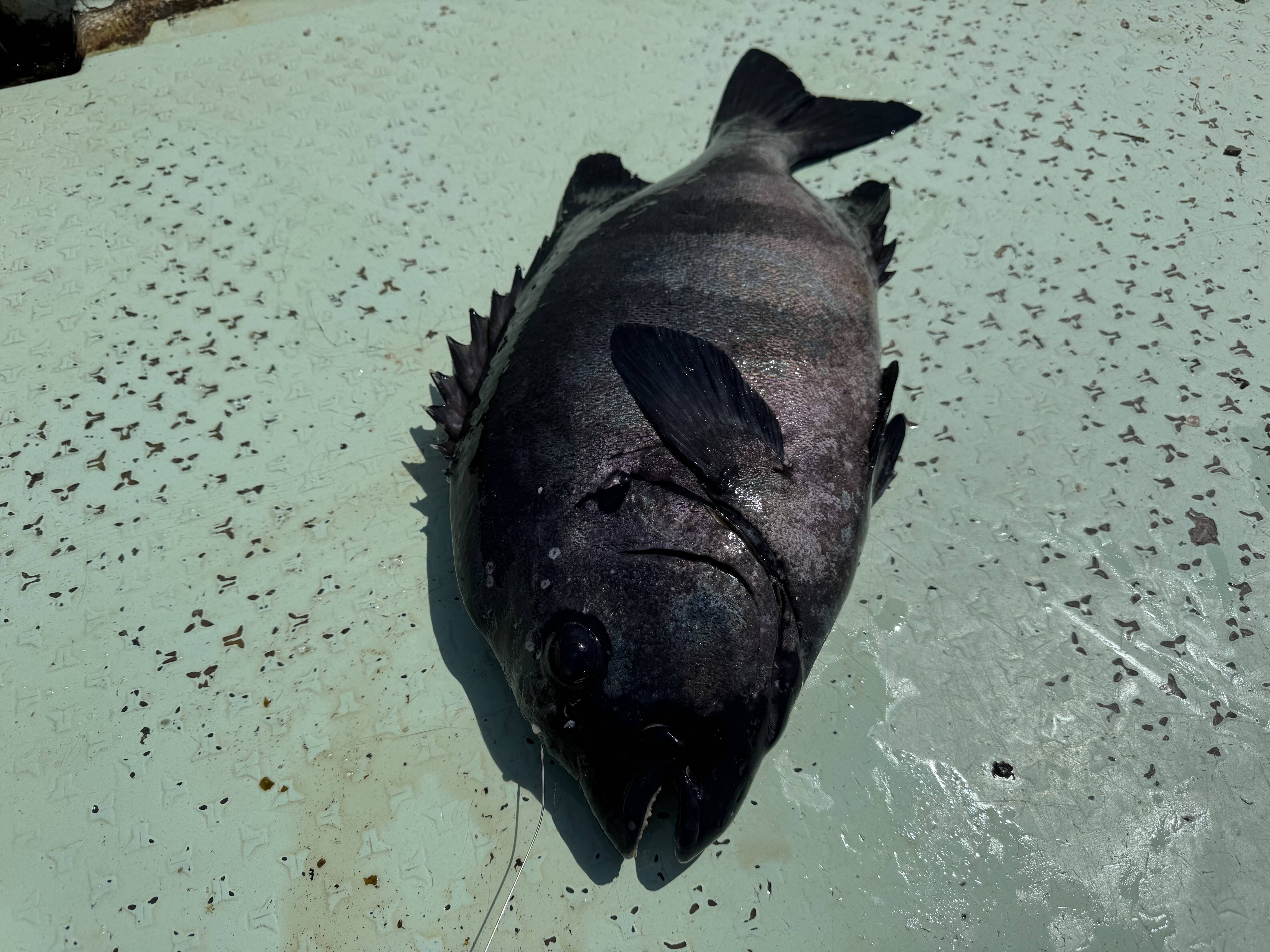 ガマ石　イシダイ　底物　クエ　イシガキダイ ガマ石 イシダイ 底物 クエ イシガキダイ イシガキダイの釣果