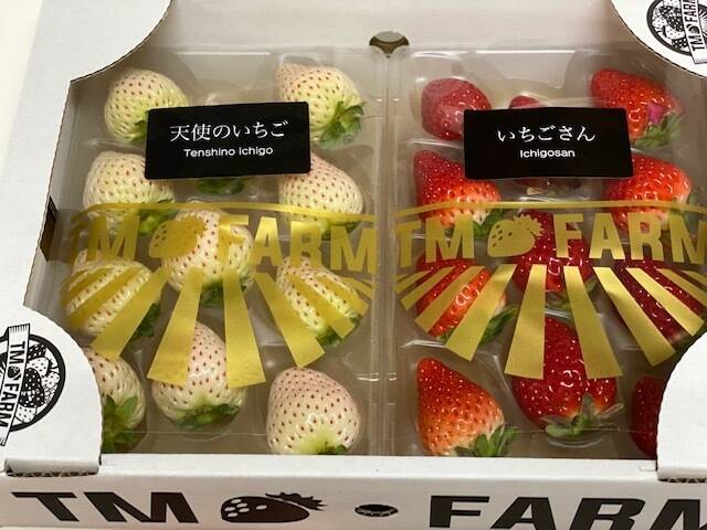 午前着指定 苺①白①くじろくじさん専用 予約開始】紅白いちごセット！！：佐賀県産の天使のいちご｜食べチョク