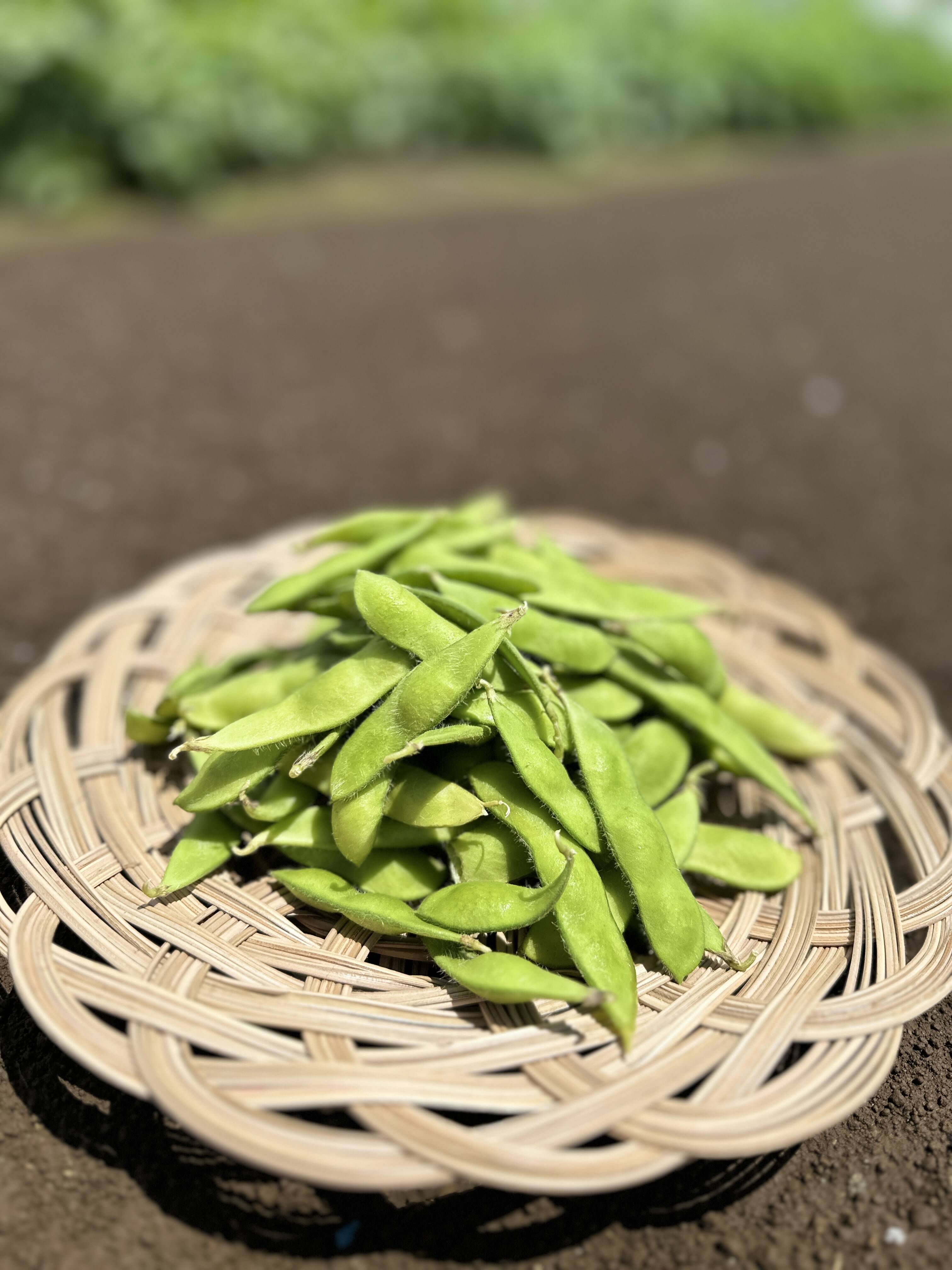 ?やめられない、止まらない、枝豆?? 【不揃い品】大人のおつまみに 