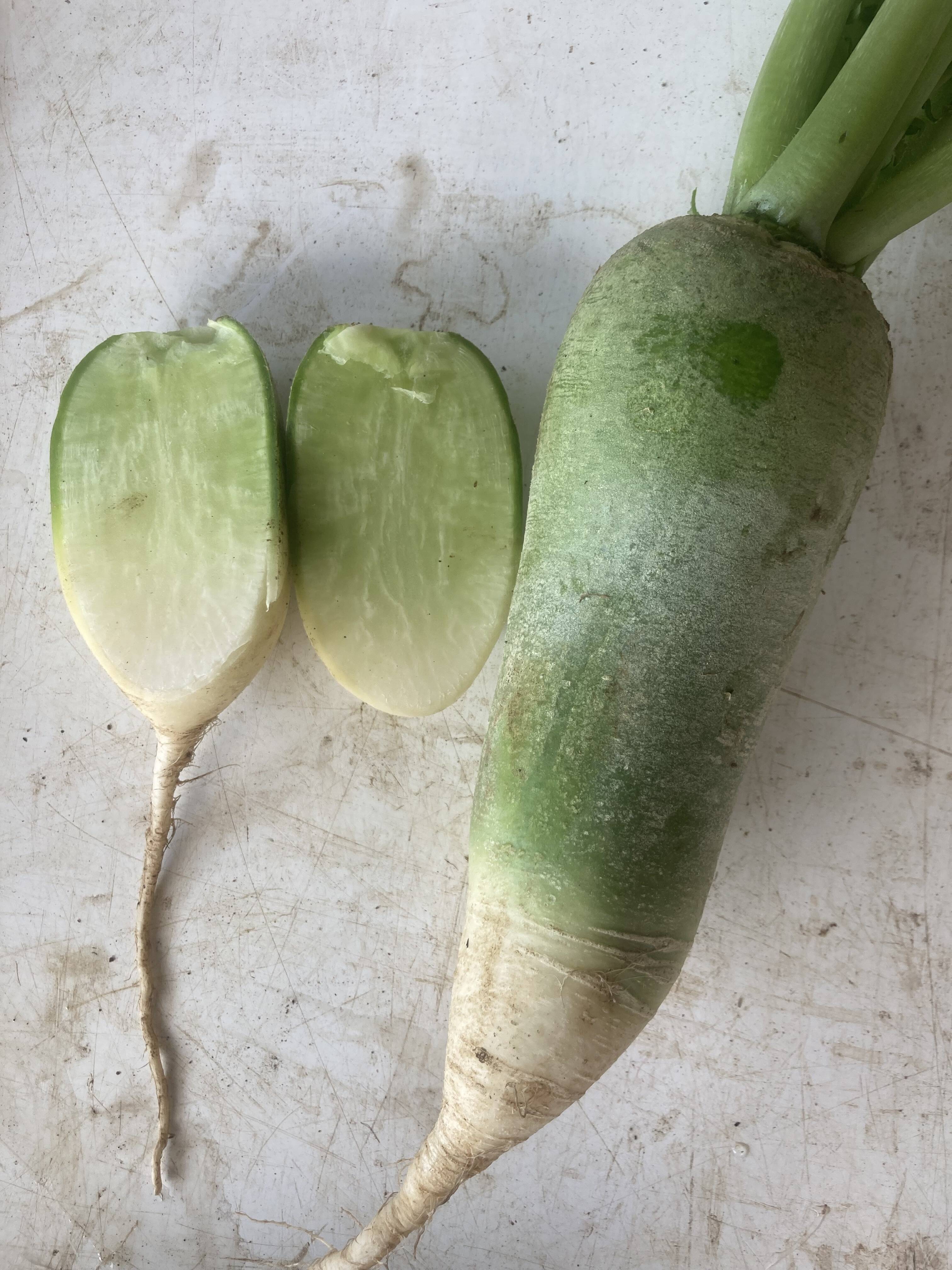 緑が美しい小ぶりな辛味大根 天津青長大根 1kg 大分県竹田市産 農薬