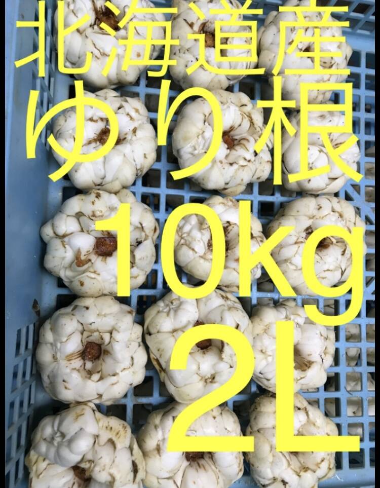 北海道産 ゆり根 2L 10kg お徳用 大特価 野菜：北海道産のゆり根｜食べ