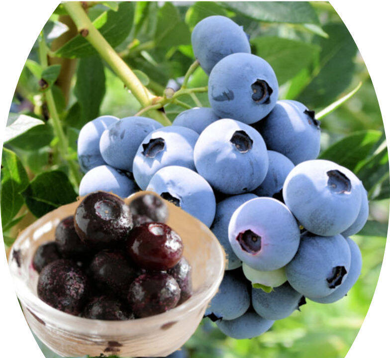 完熟手摘み選別した冷凍ブルーベリー1Kg ：ノーザン系（250gの4パック