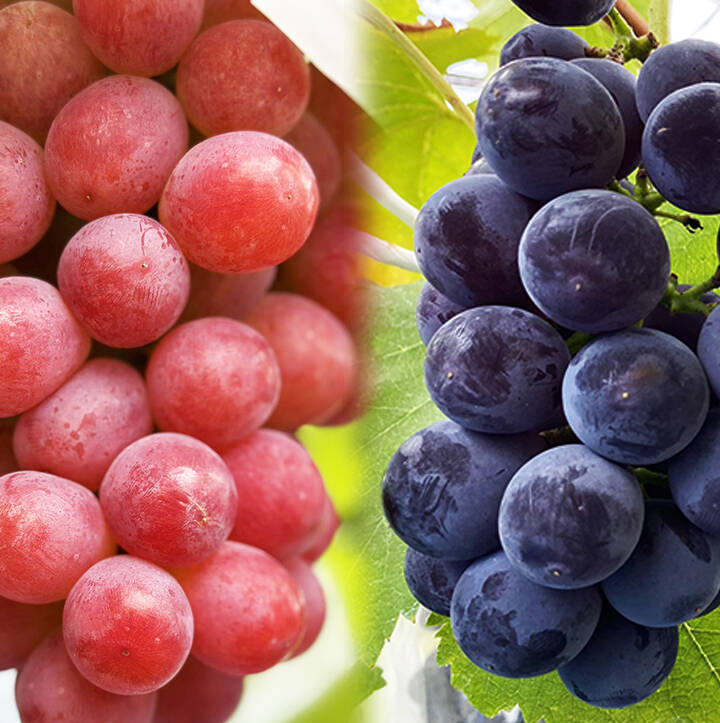 トルネコ品 ぶどう食べ比べ】2色おいしいぶどう詰め合わせ！ピオ/ドルチェ（約1.5